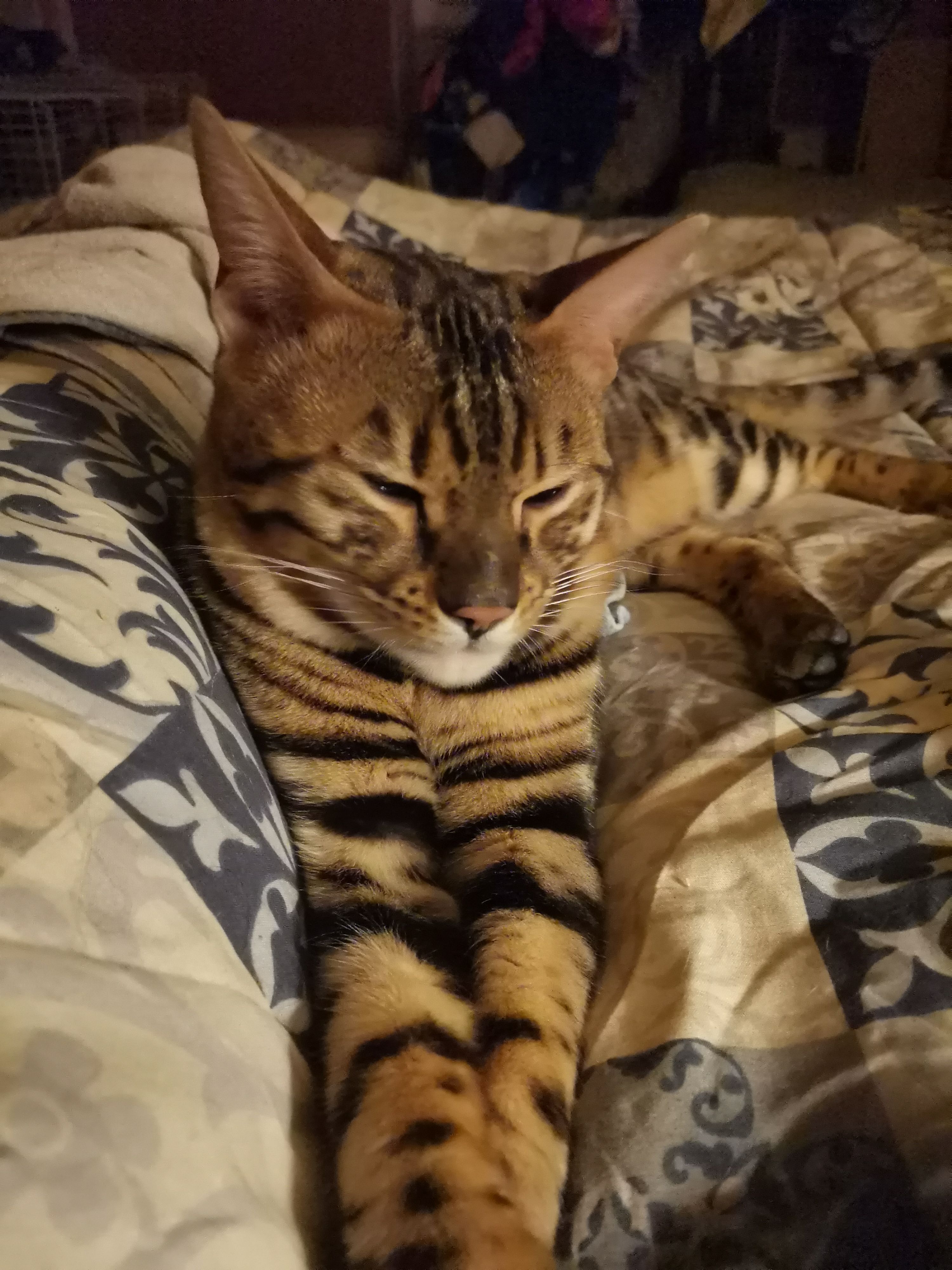 Tigrou - 9 Rue Gaston Wateau, Précy-sur-Oise