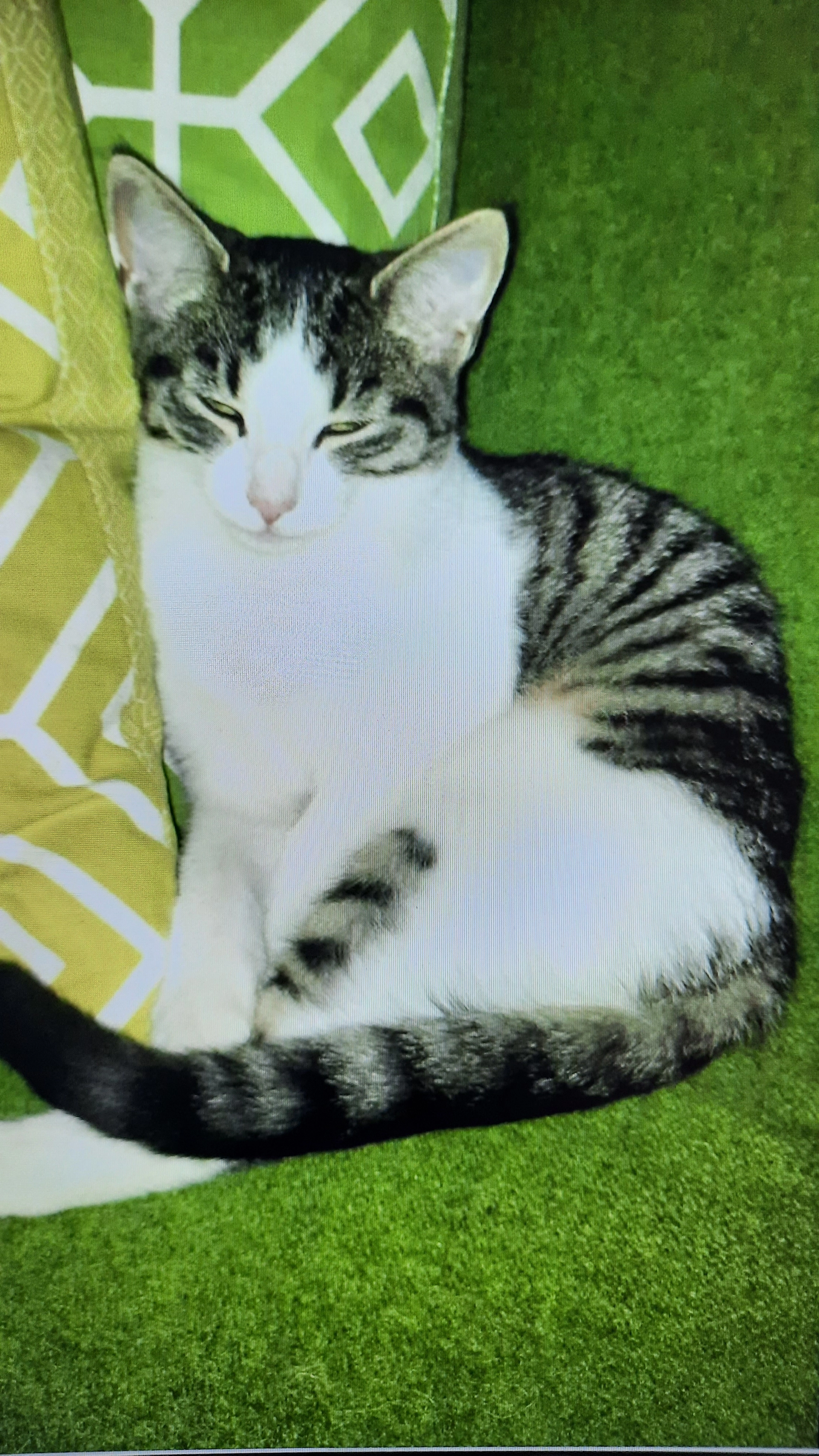 Smocky - Langenstegstraße, Hard