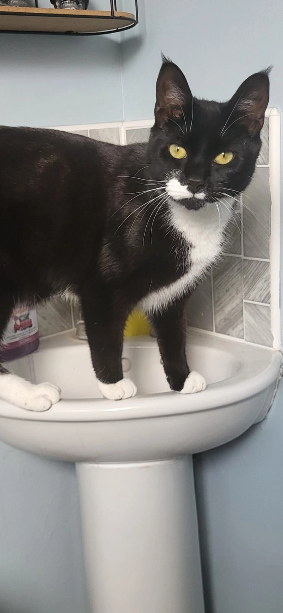 Shadow - Endeavour Road, Swindon