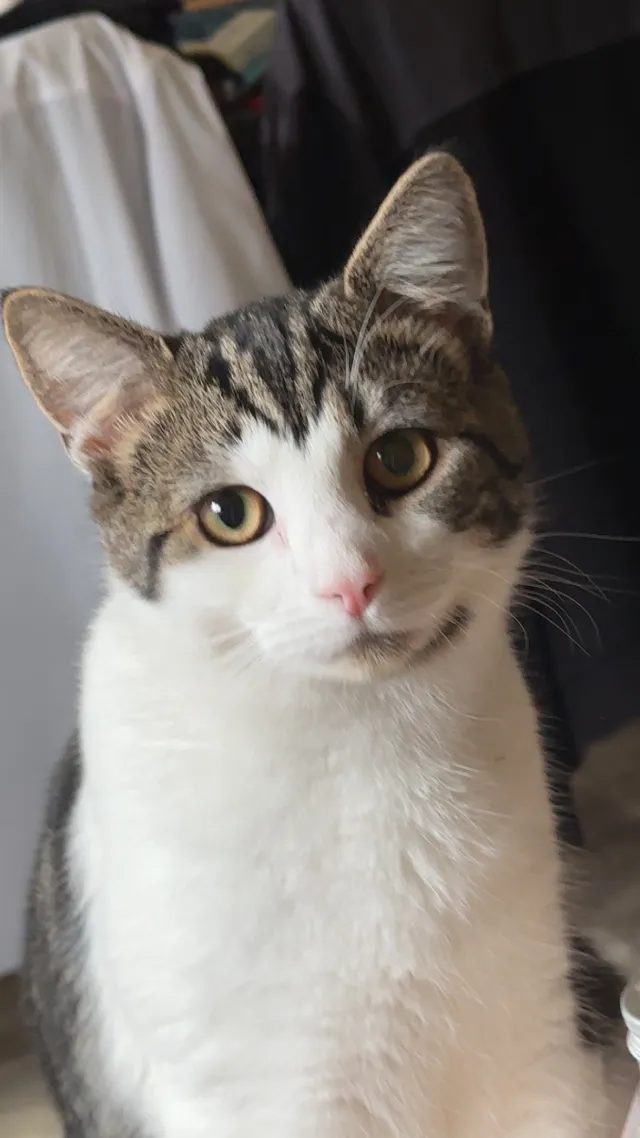 Mochi - Cuthered Mews, Coulsdon