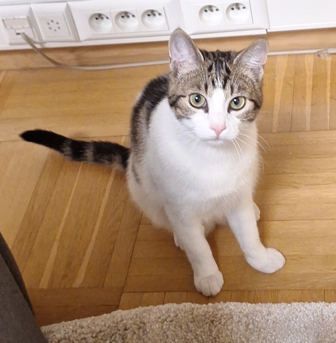 Jules - Van Haestrechtstraat, Kaatsheuvel