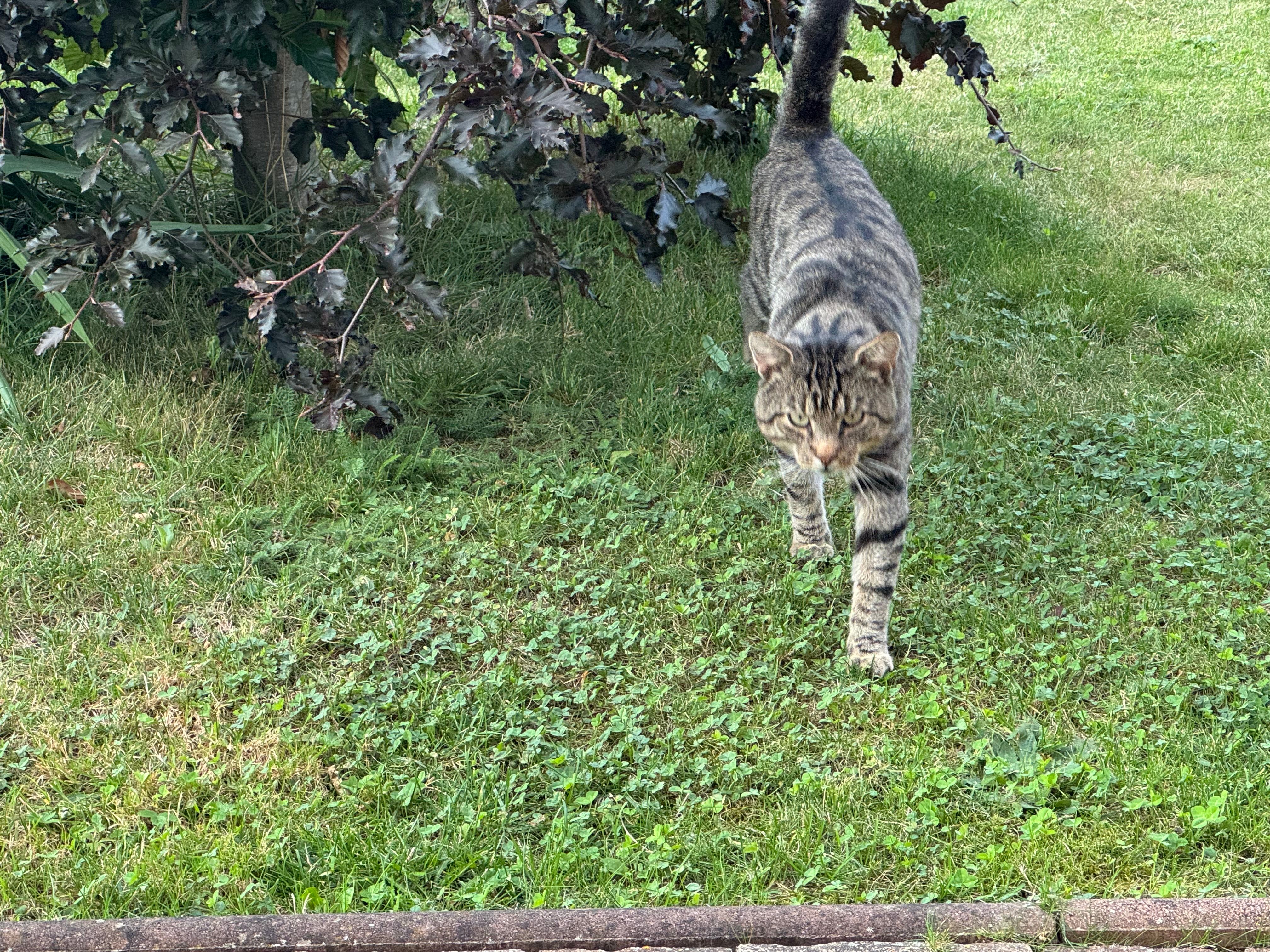 Findus - Friedrich-Ebert-Straße, Rudolstadt