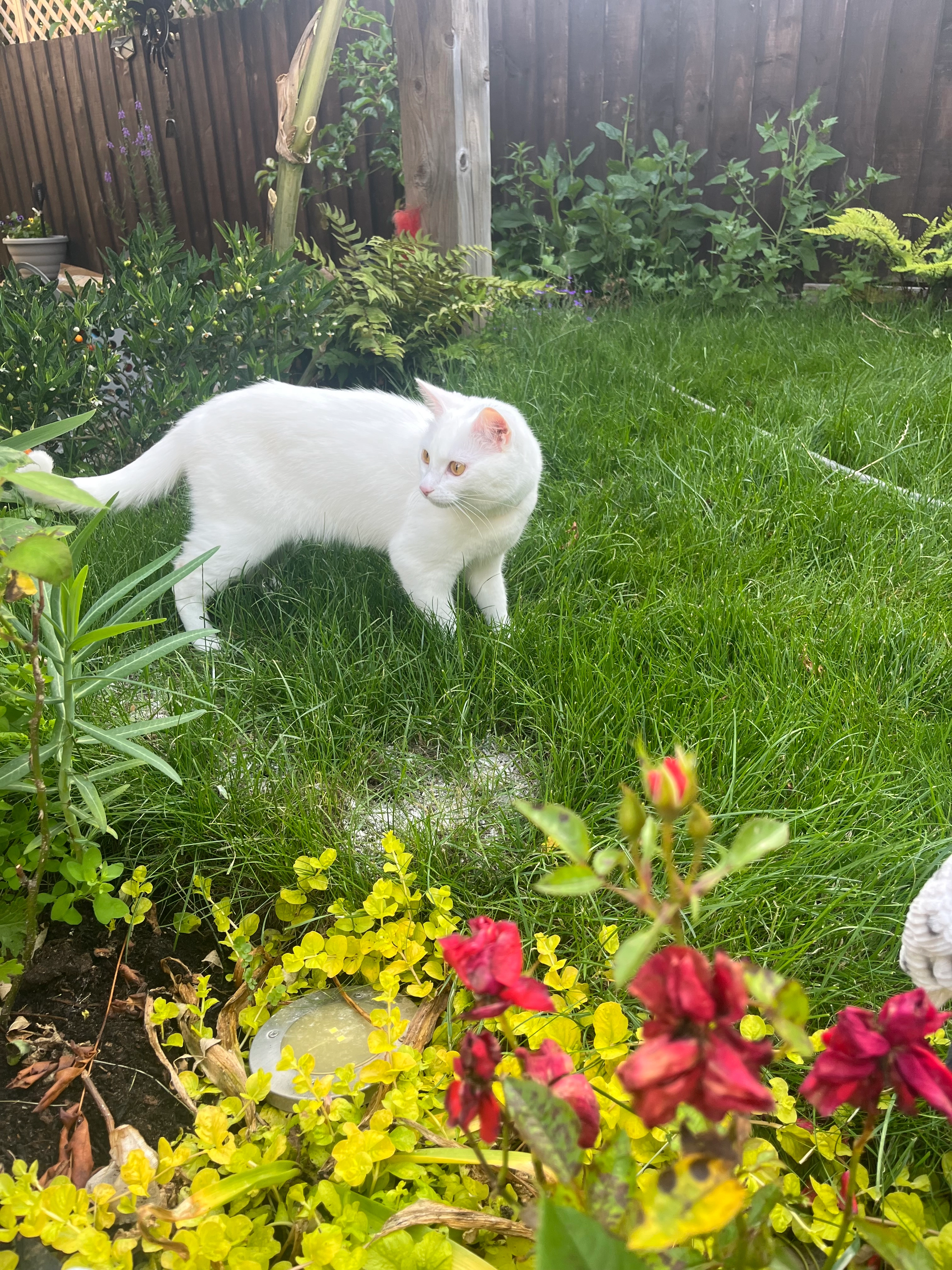 Rosie - 16 Clothier Meadow, Castle Cary