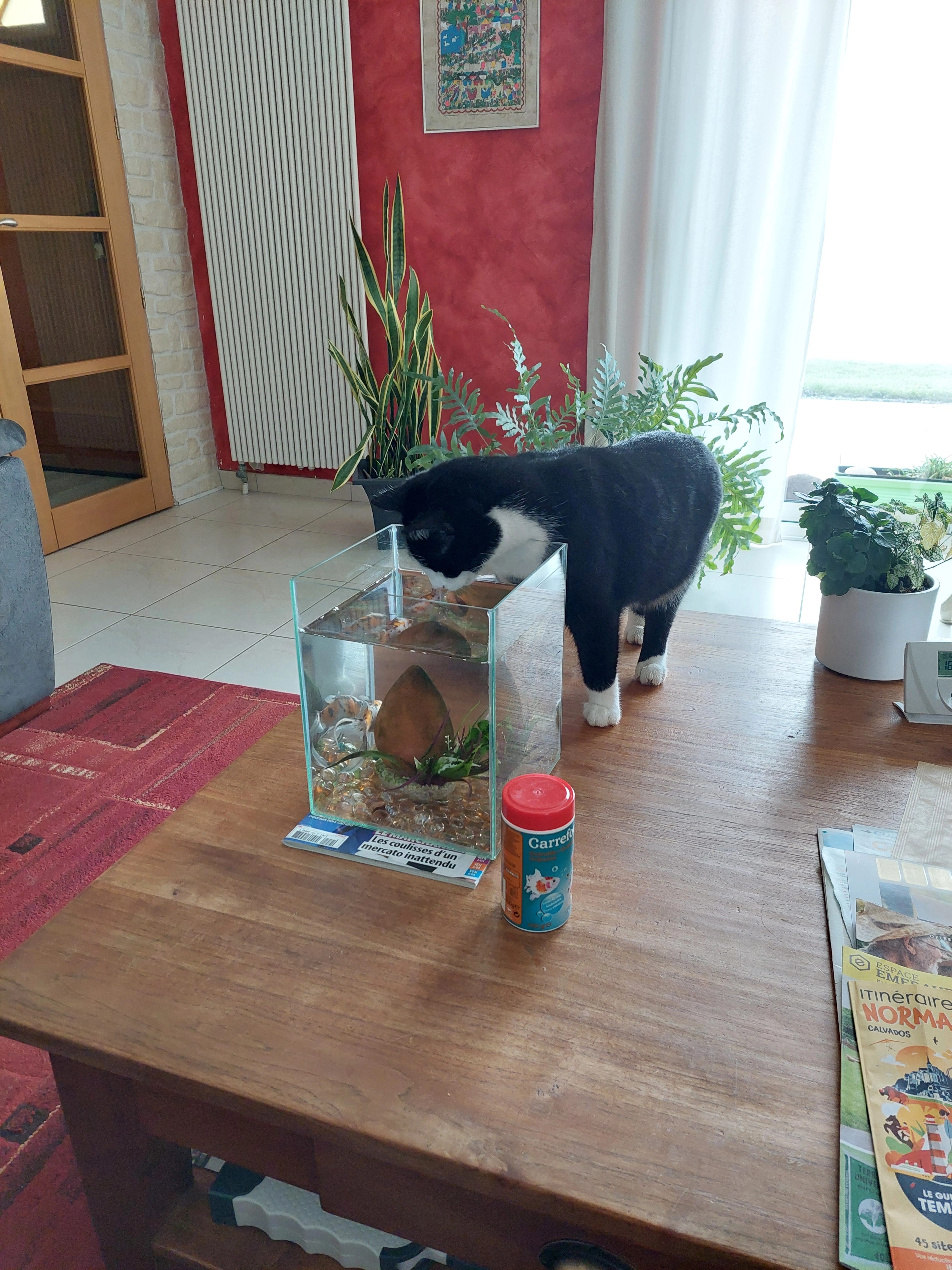 Lotus - Rue De La Roque, Mézidon Vallée d'Auge