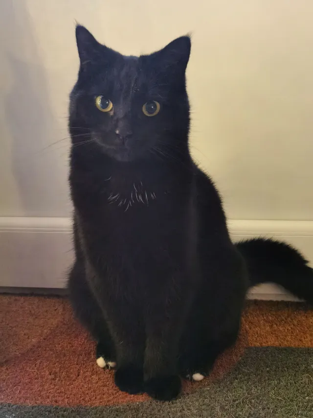 Arwen - Pinfold Court, York