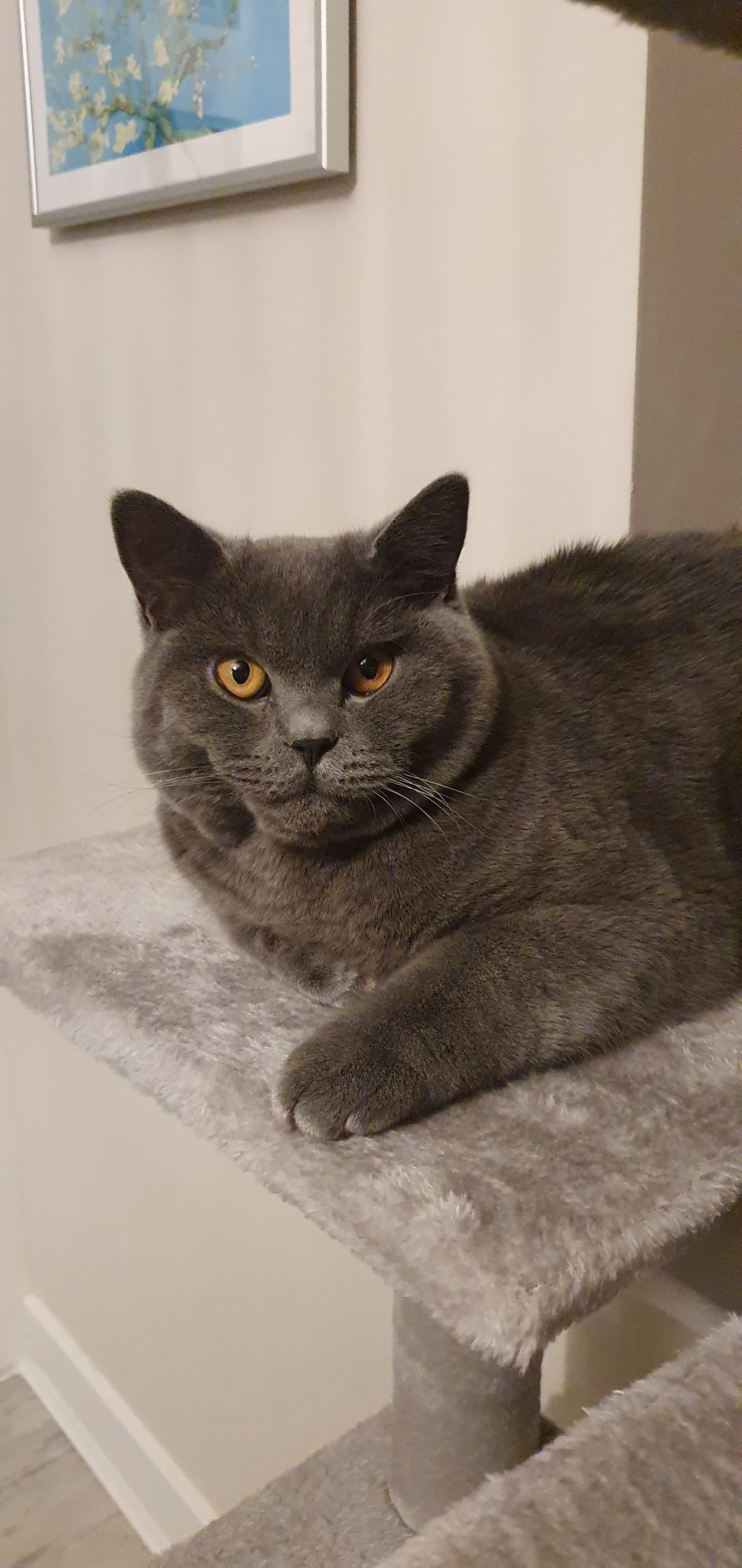 Timmy - Rushmore Grove, Maidstone