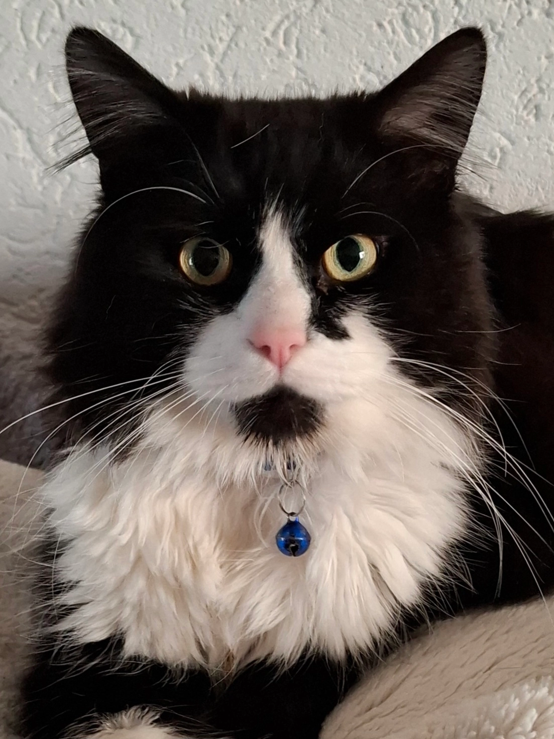 Dakota - Noordzeestraat, Petten