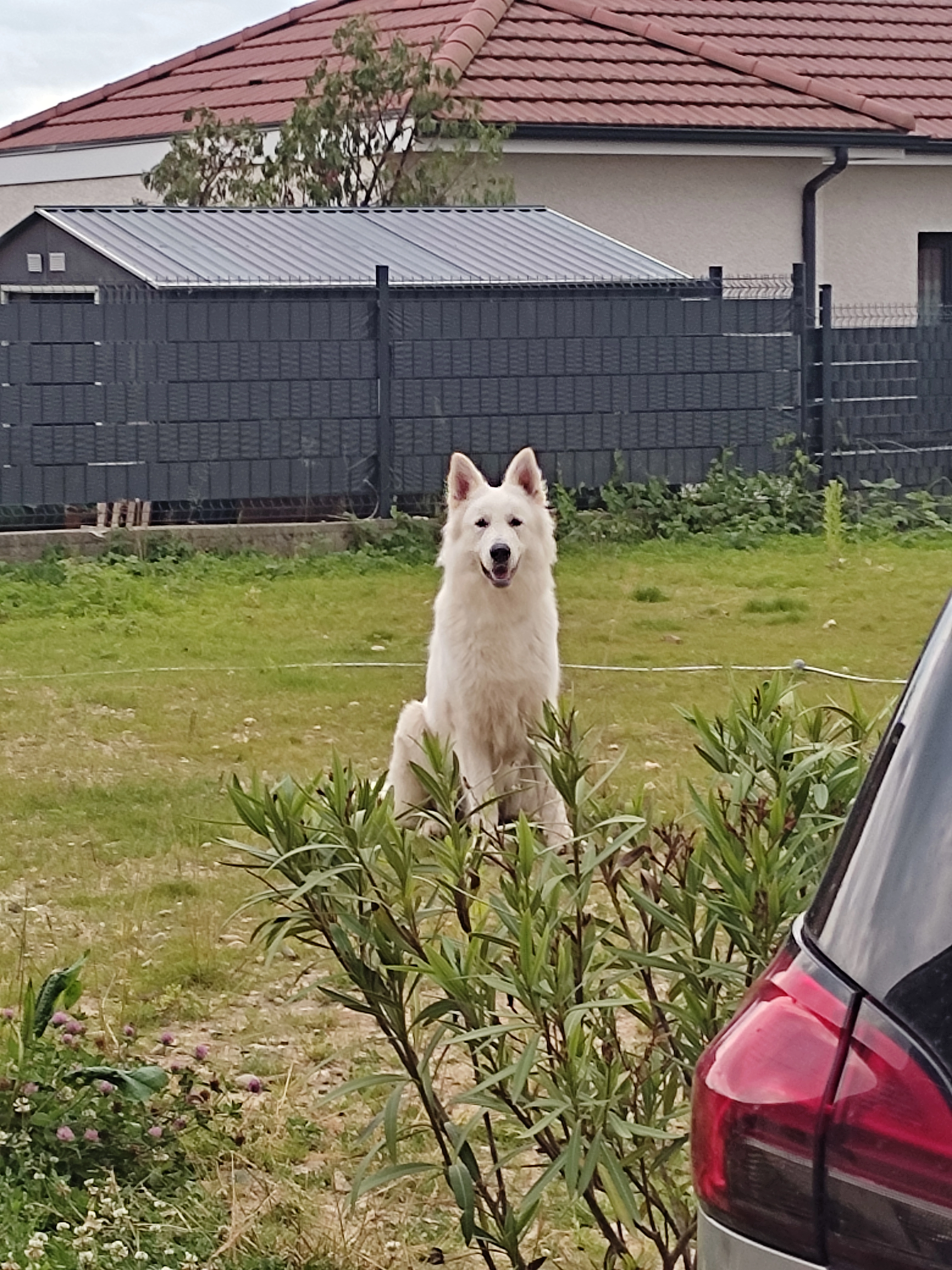 Volt - Rue Des Chardonnerets, Les Abrets