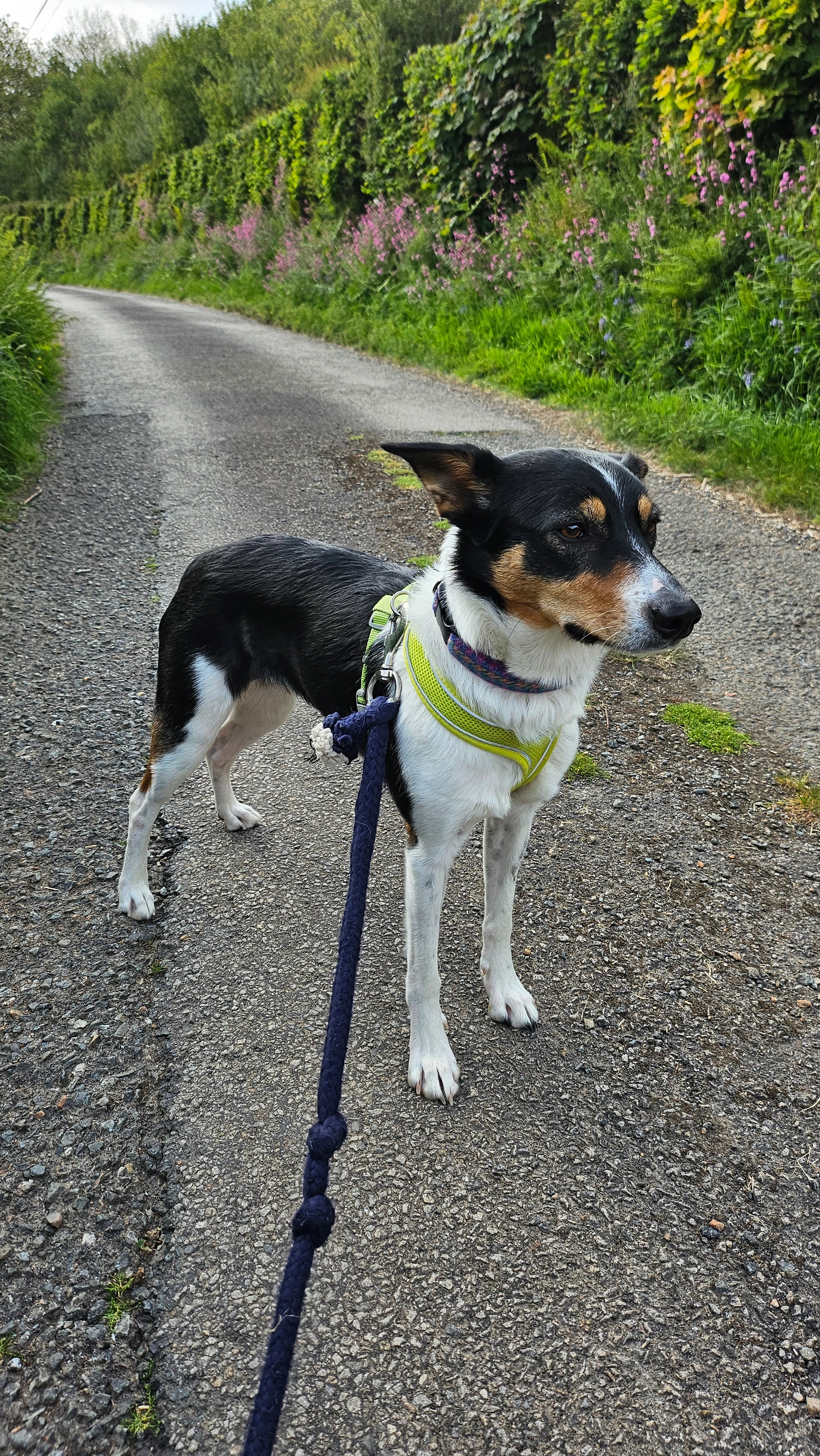 Tally - Hockings House, Liskeard
