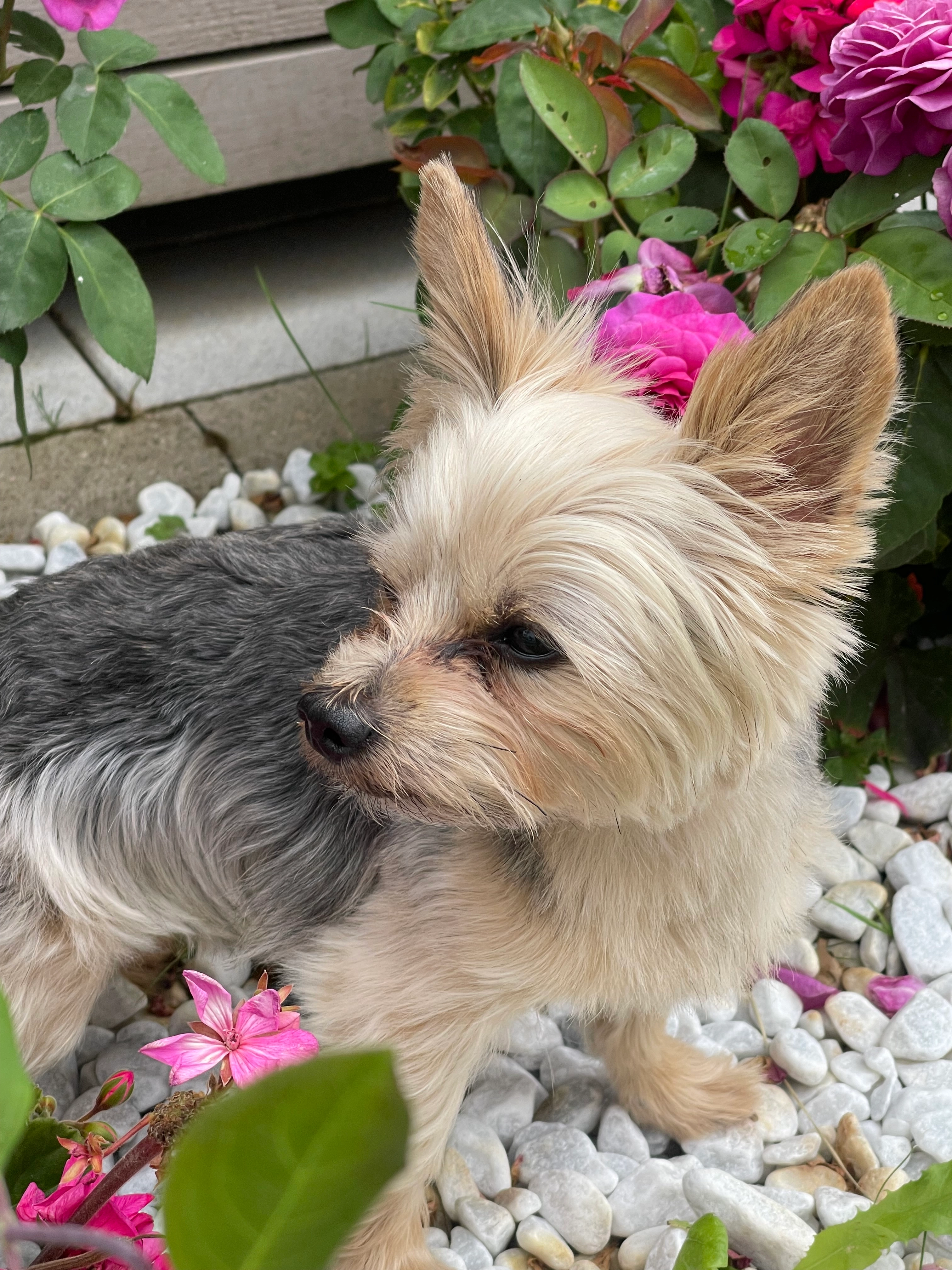 Sushi - Rue Pierre Flammang, Koerich