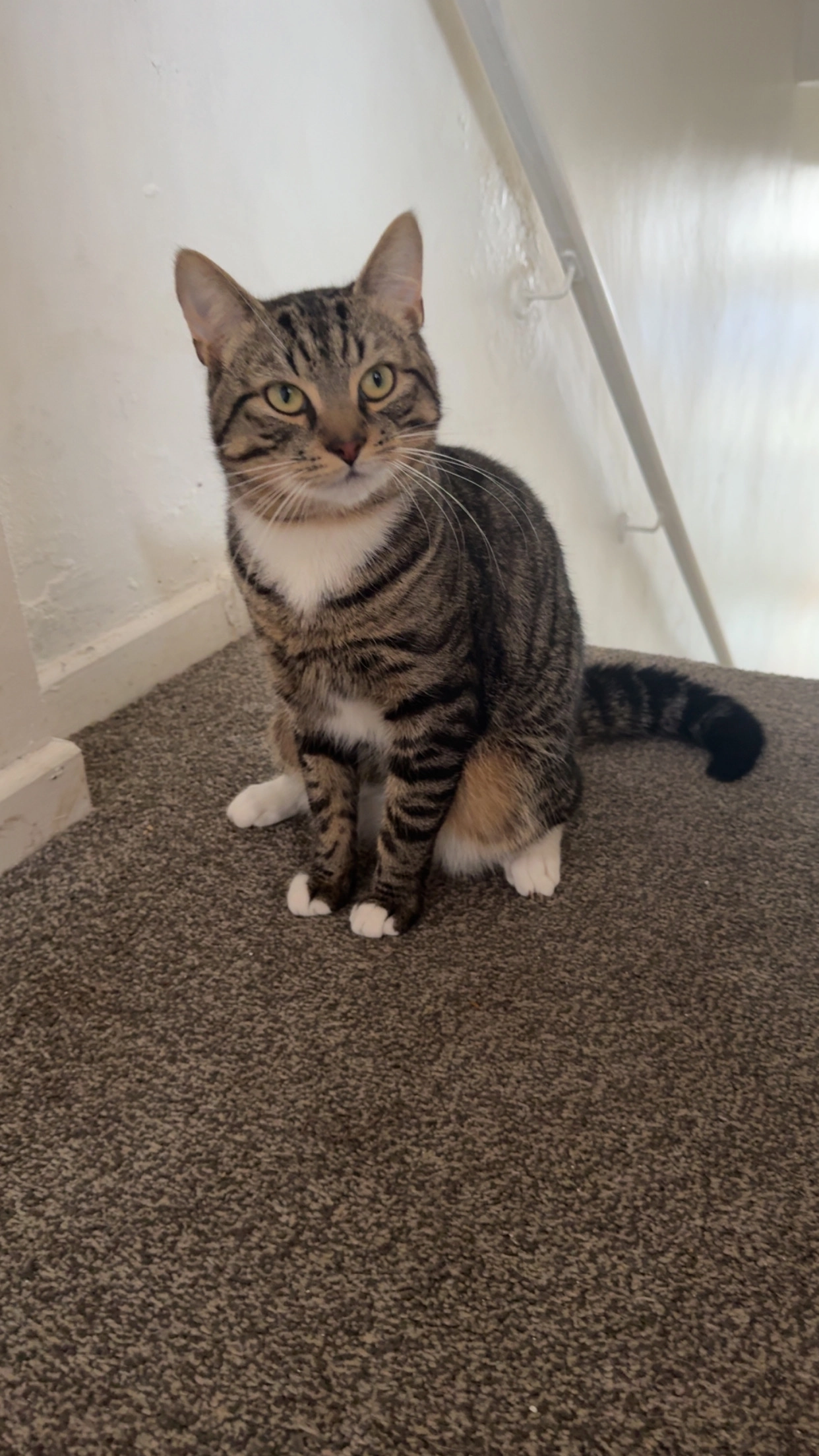 Tiger - Agincourt Avenue, Belfast