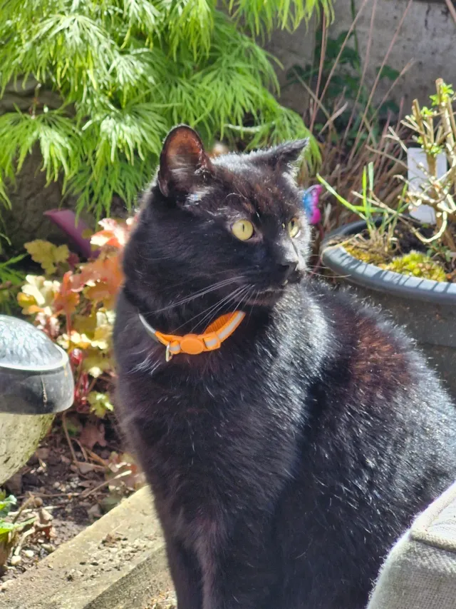 Sooty  - Tillington Close, Redditch