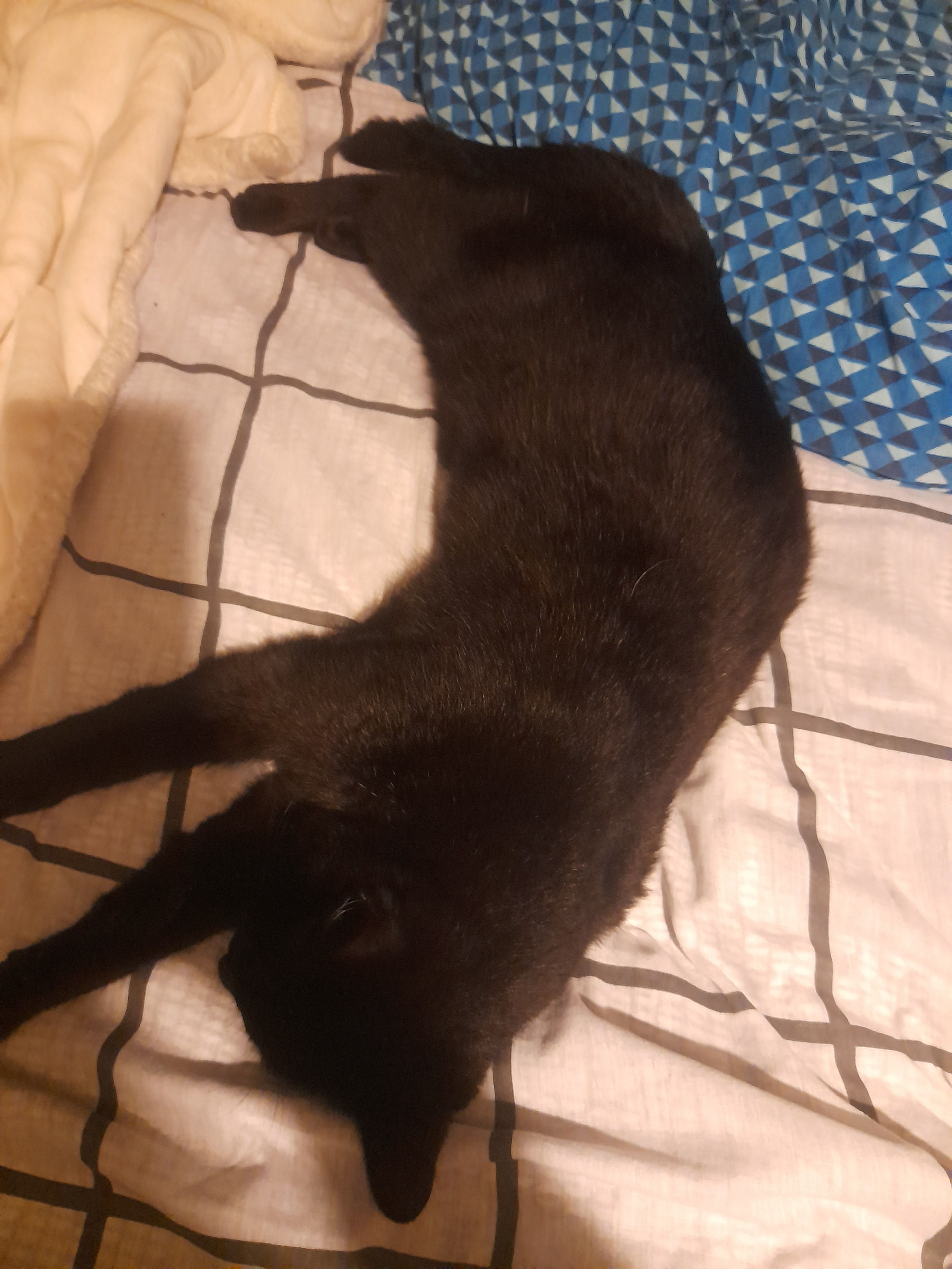 Hadji - 560 Chemin de Fustie, Montauban