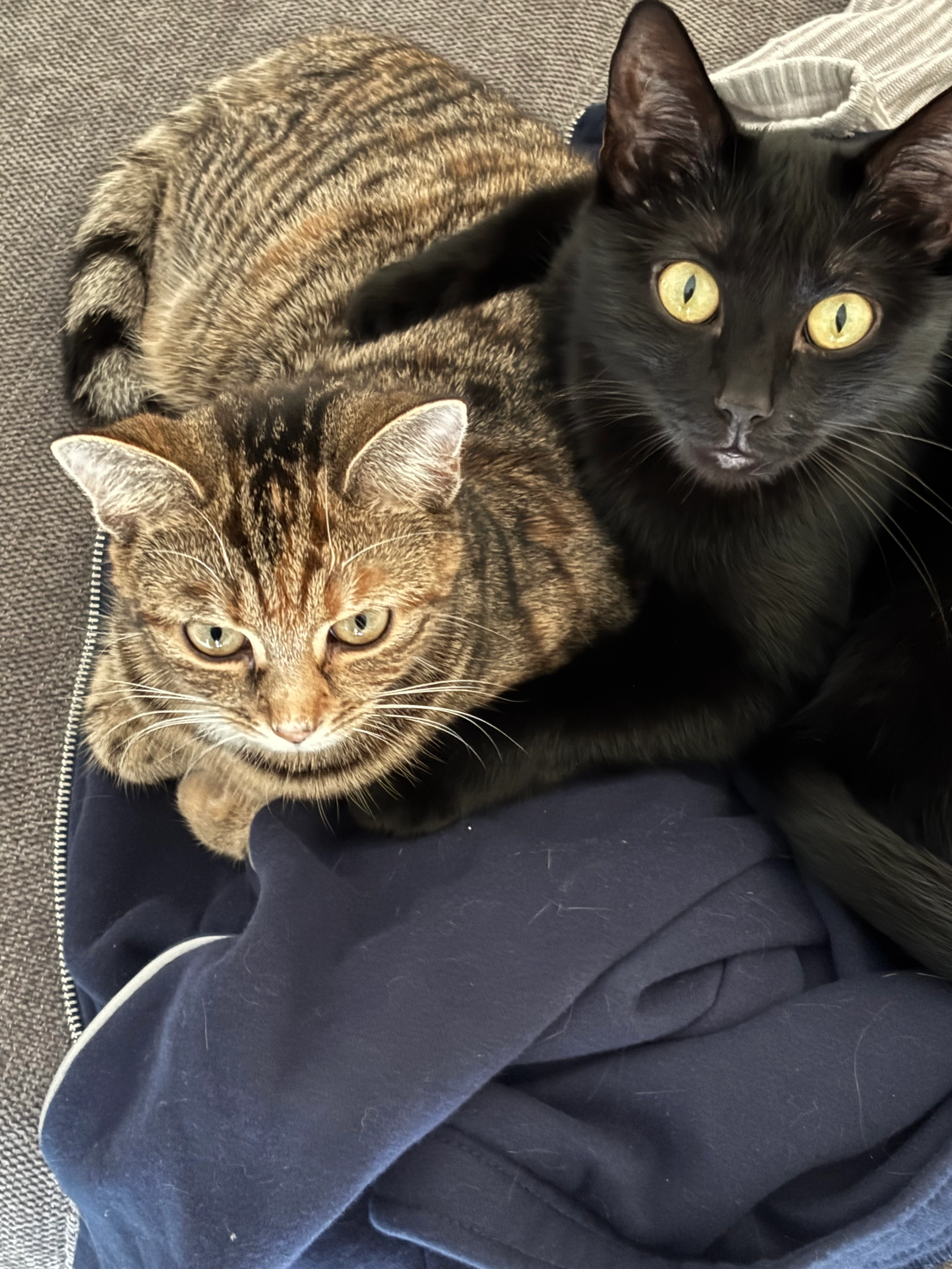 Bomschi - Kirschenrain, Gäufelden