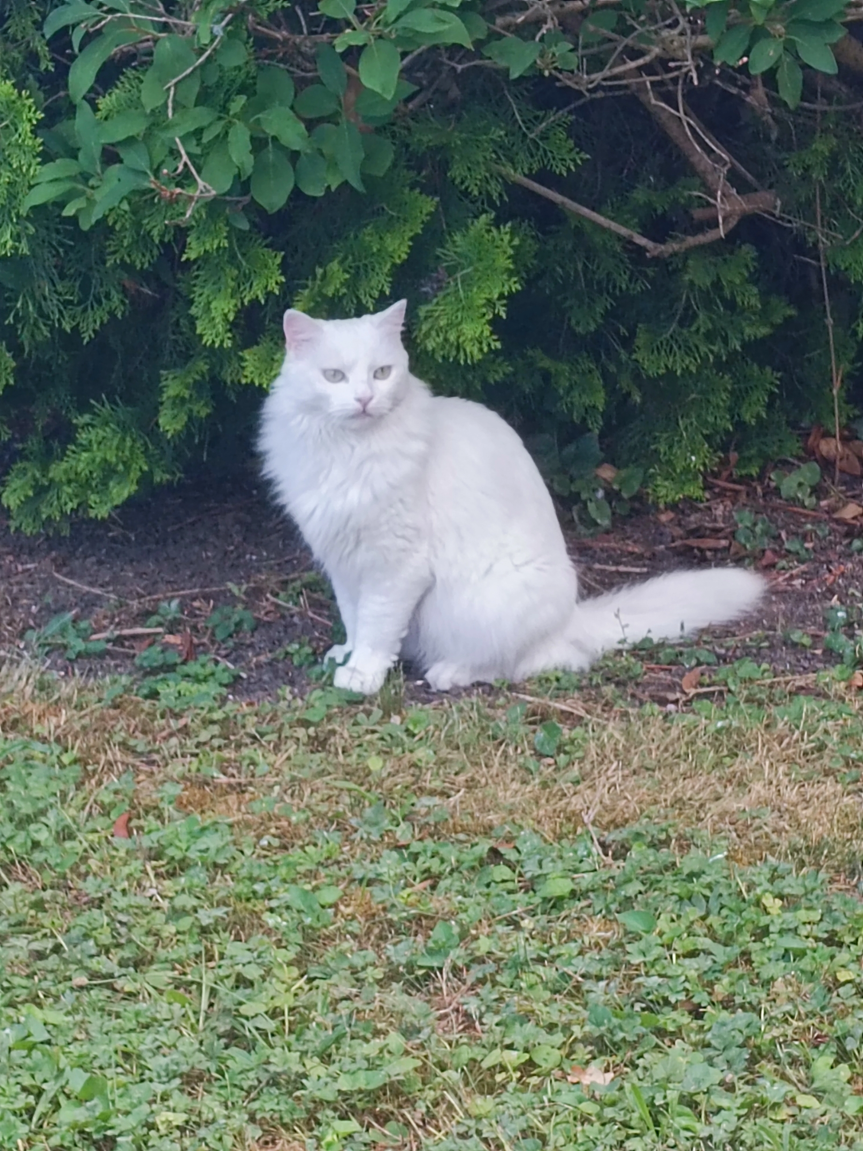 Skadi - Avenue Lamartine, Mitry-Mory