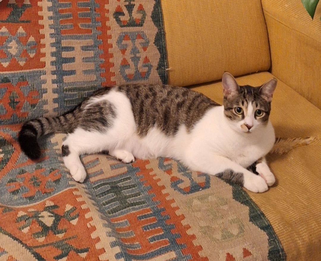 Artie - Rehov Bilu, Raanana