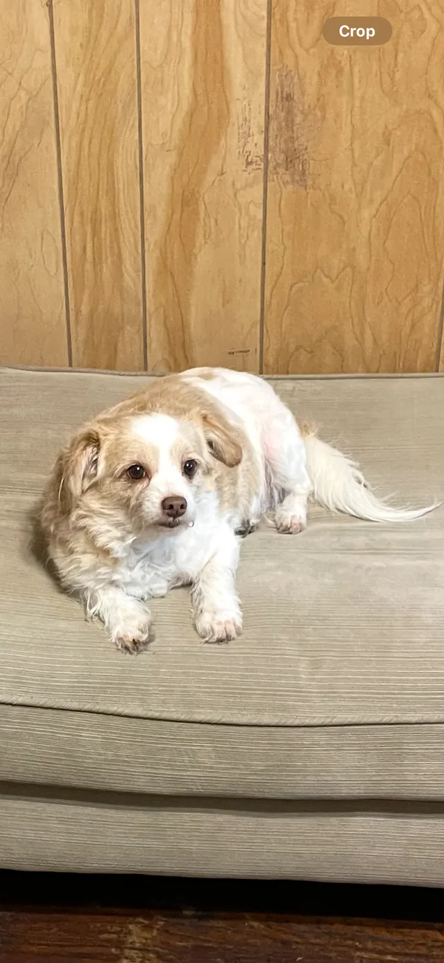 Fluffy - 3840 Carrick Bend Dr, Kissimmee