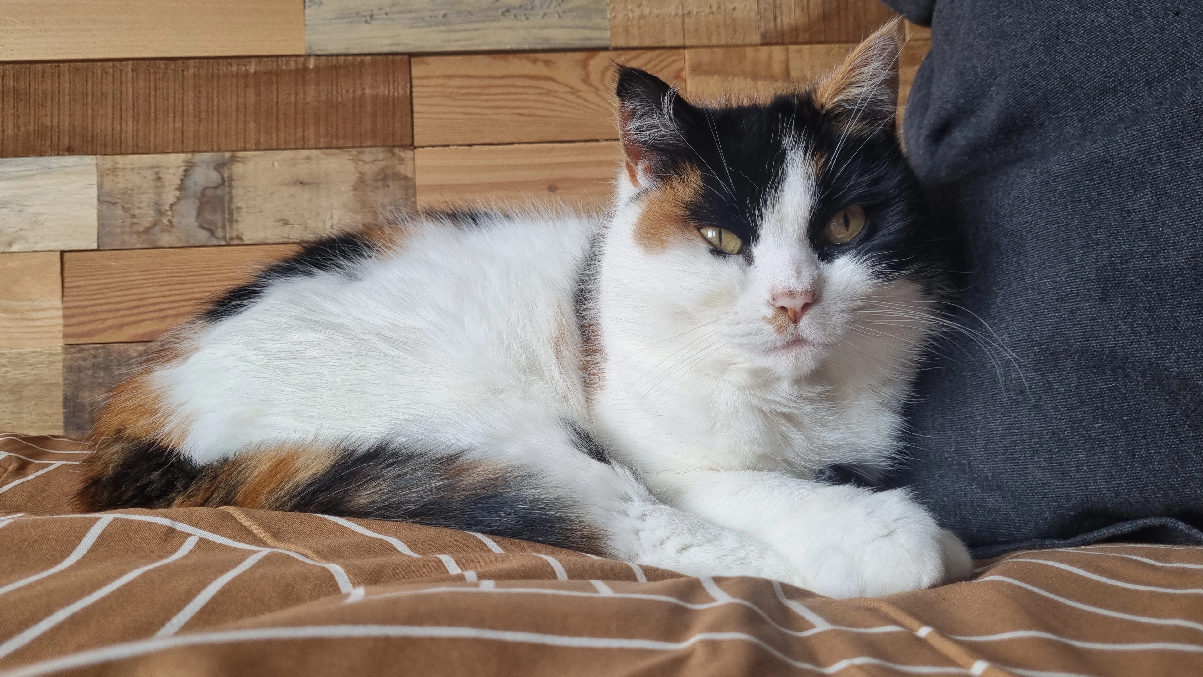 Lizzie - Jacques Lemairestraat, Den Helder