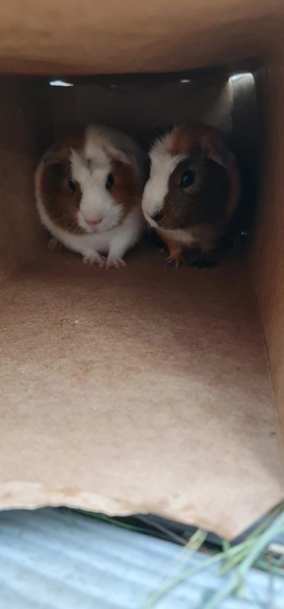 Guinea pigs - Perry Lane, Canterbury