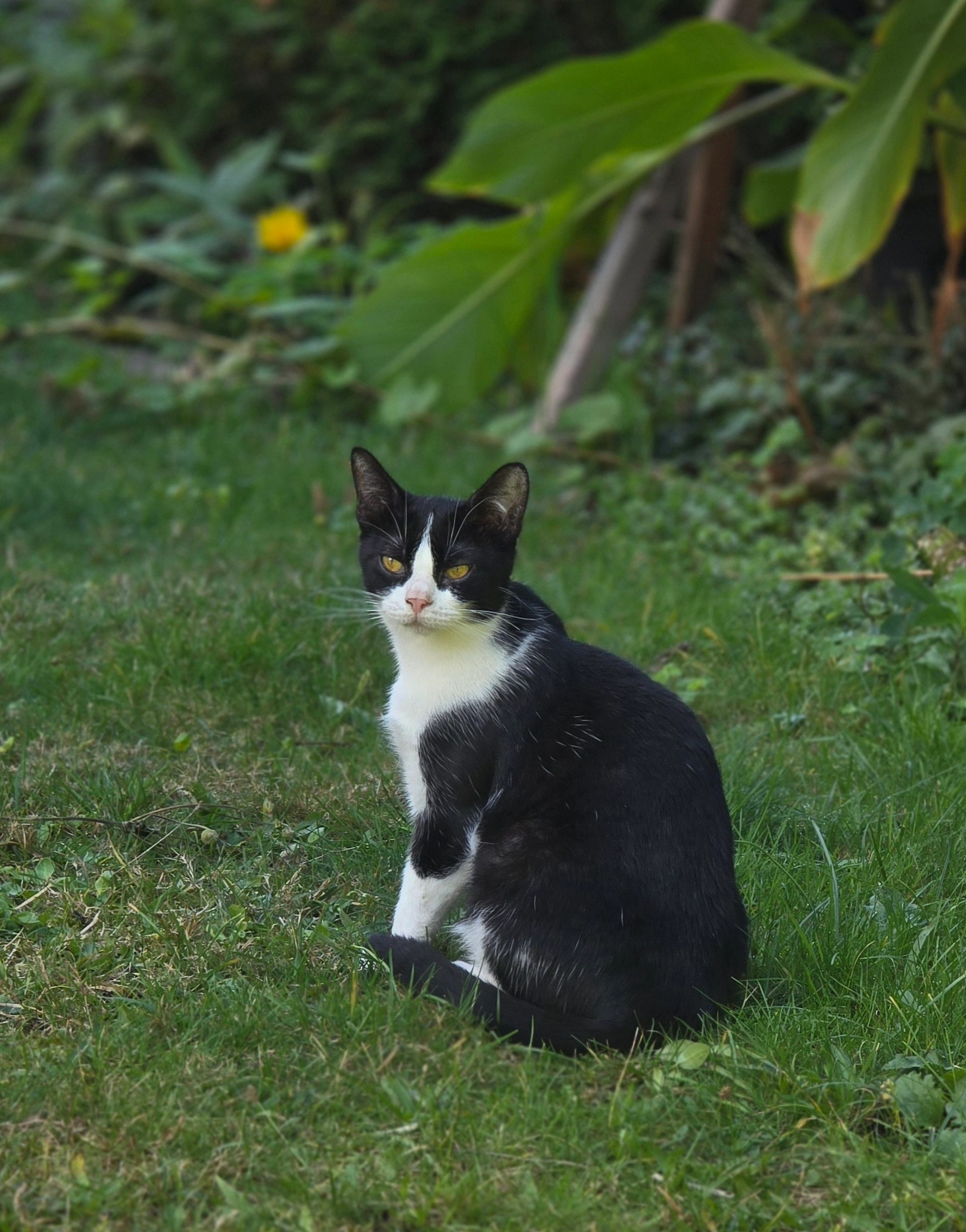 FRANCO - Forum, Stein