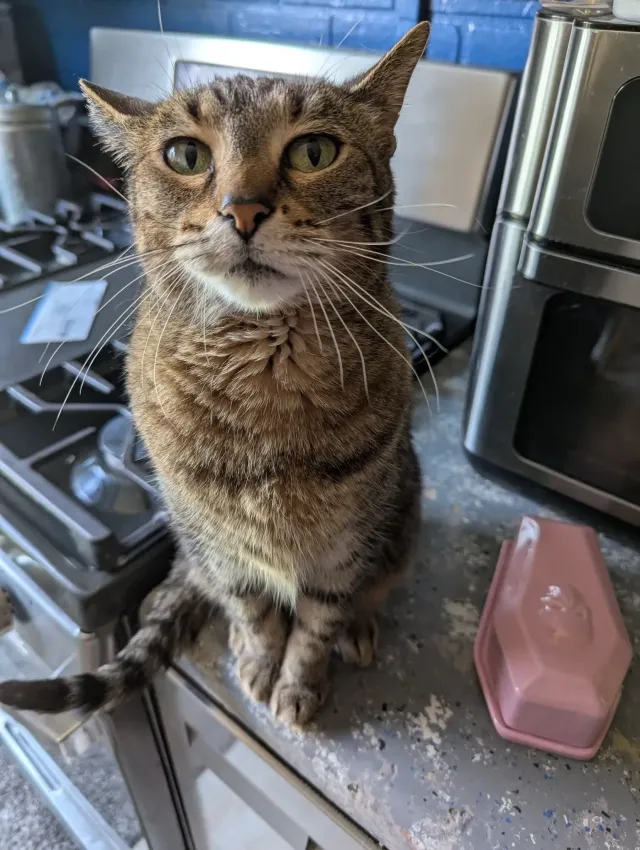 Nibbler - 4611 W Wilbur Ave, Milwaukee