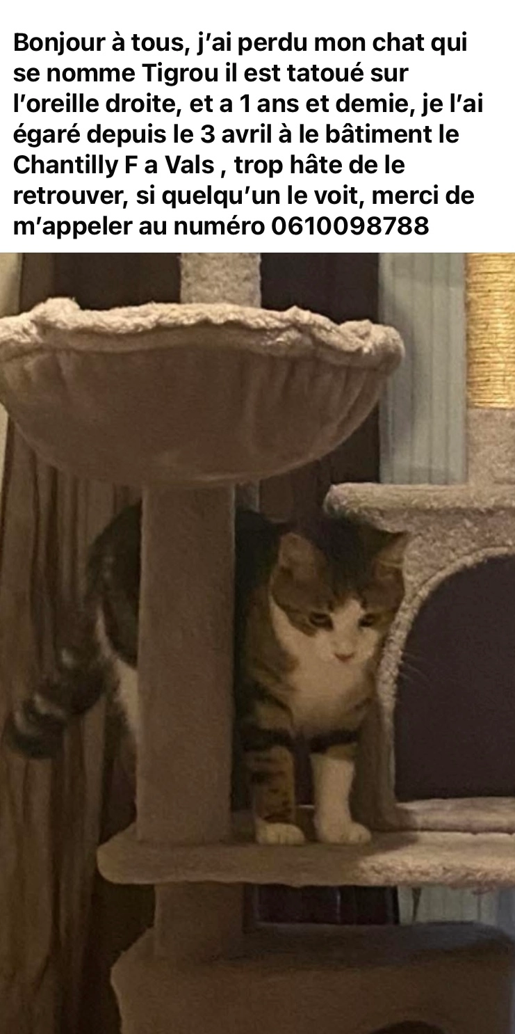 Tigrou - Immeuble Le Chantilly, Vals-près-le-Puy