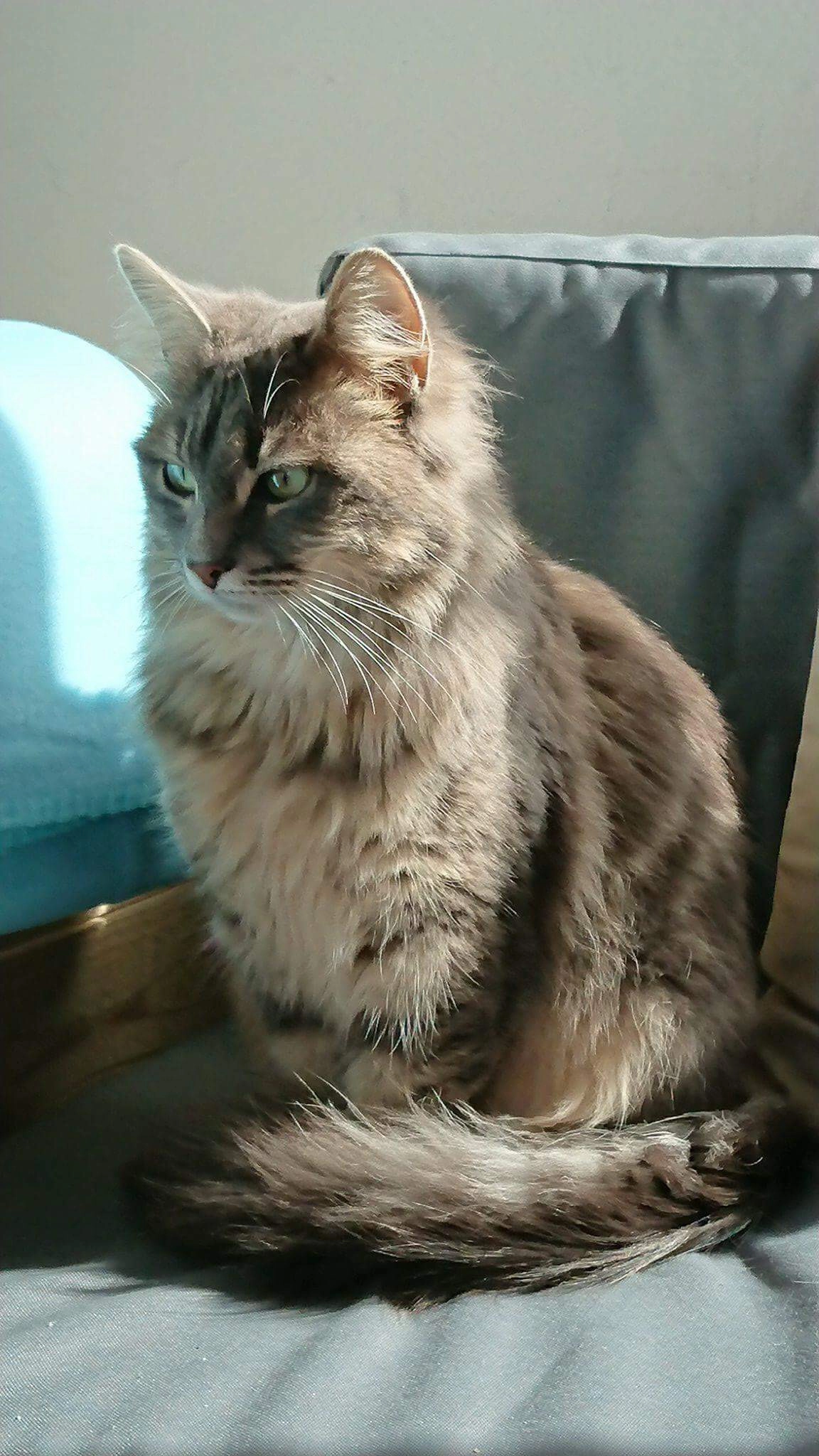 Molly  - Rue Georges Brassens, Auray