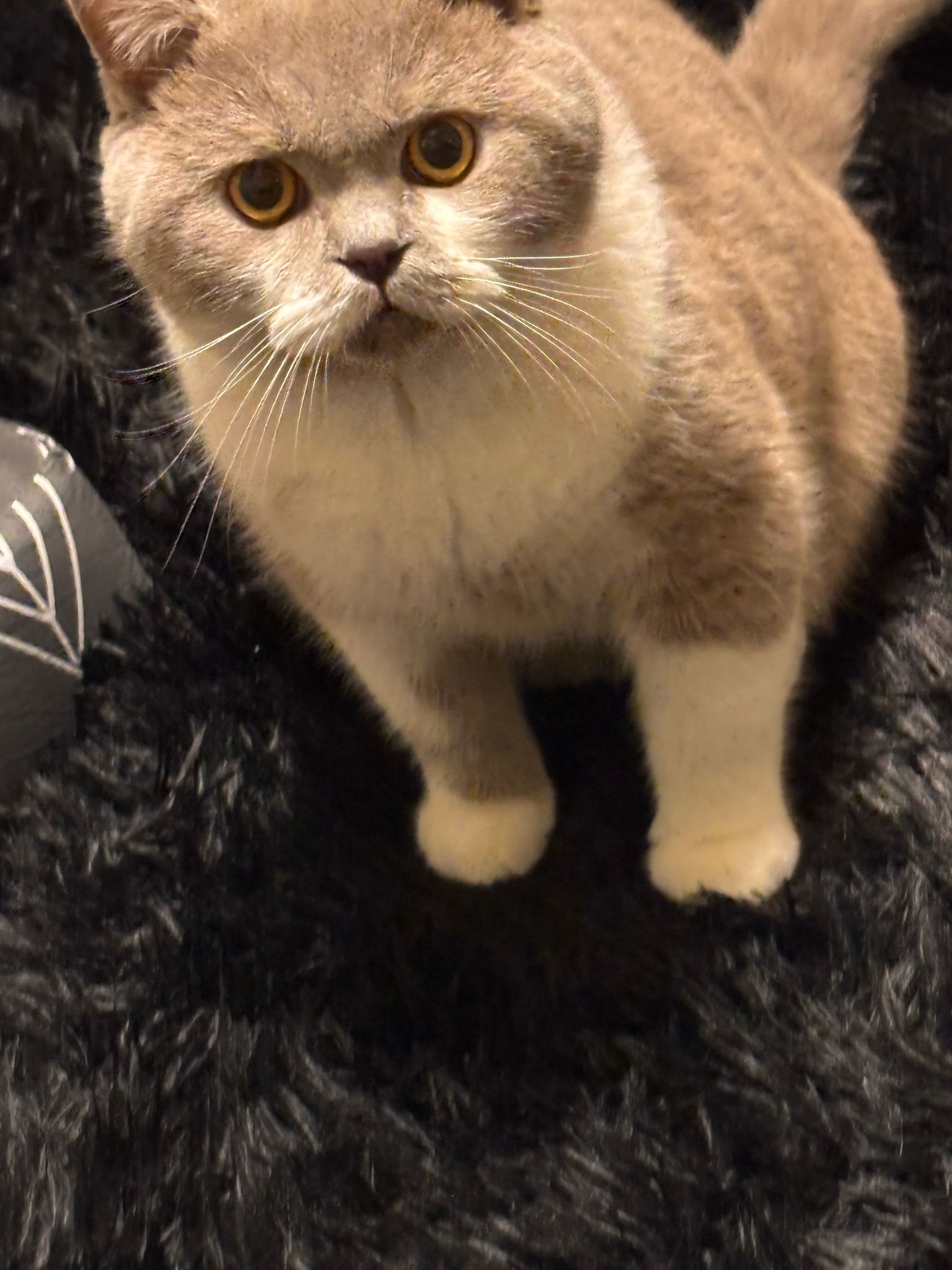 Tommy - Asternweg, Bad Neustadt an der Saale