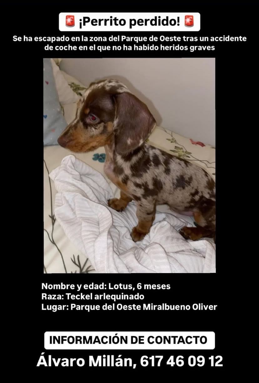 Lotus - Calle Lagos de Coronas 39, Zaragoza