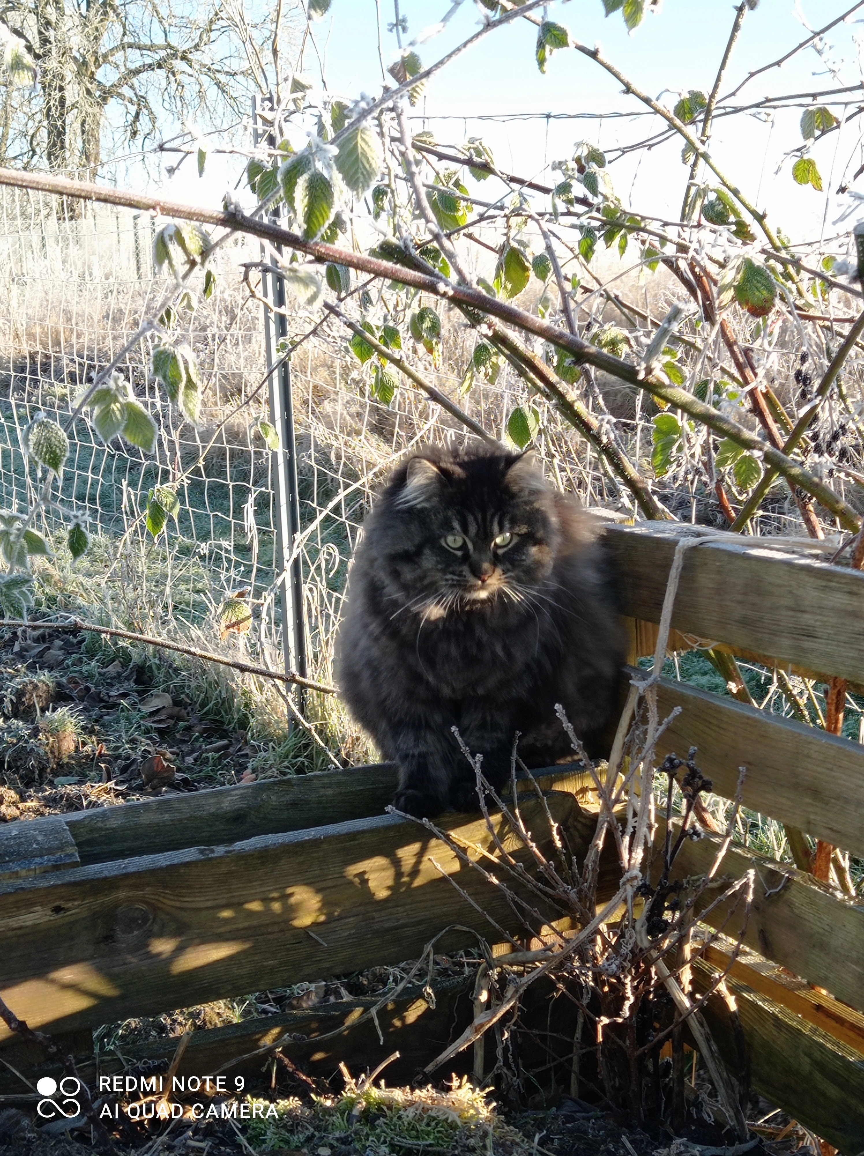 Bonny  - Mierendorf, Plaaz