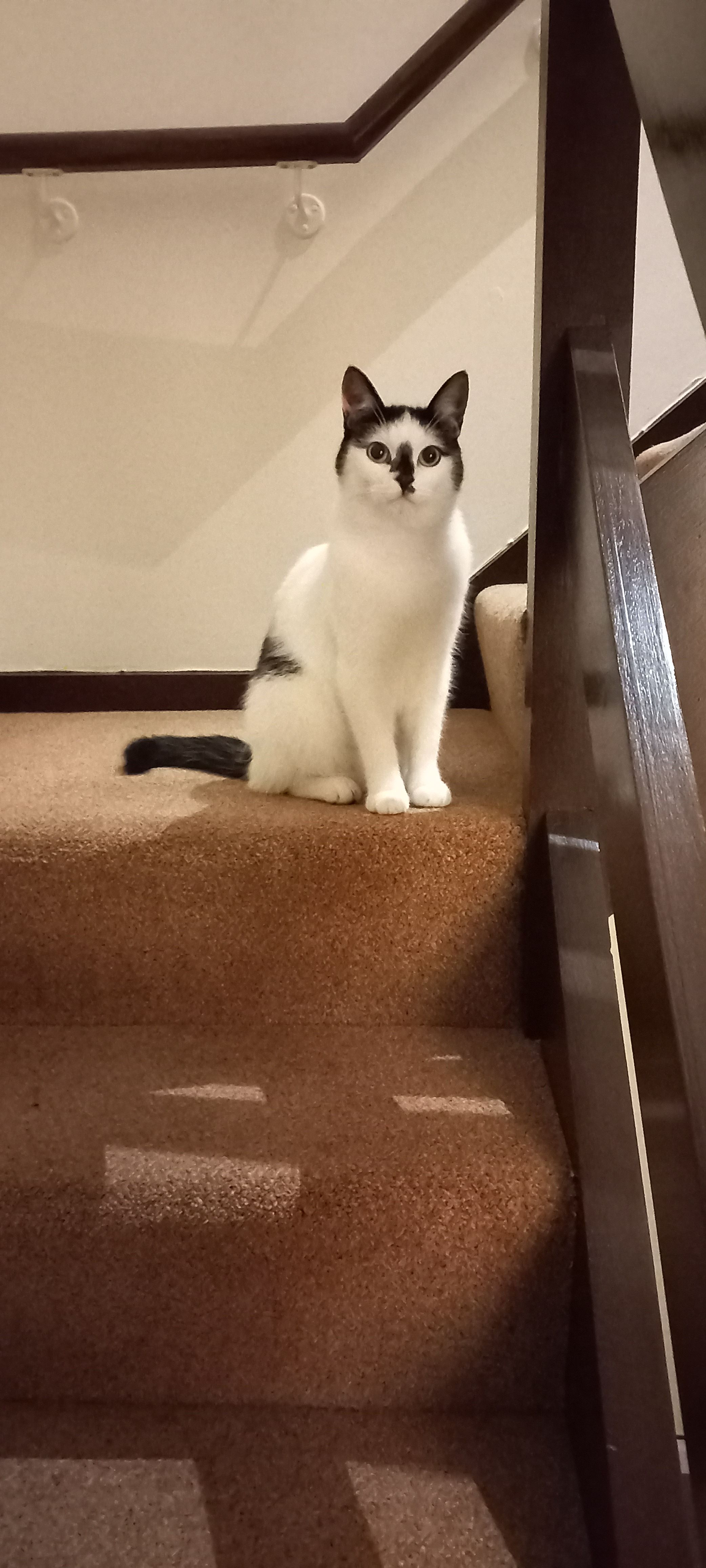 Meaw - 216 Sundays Well, Naas