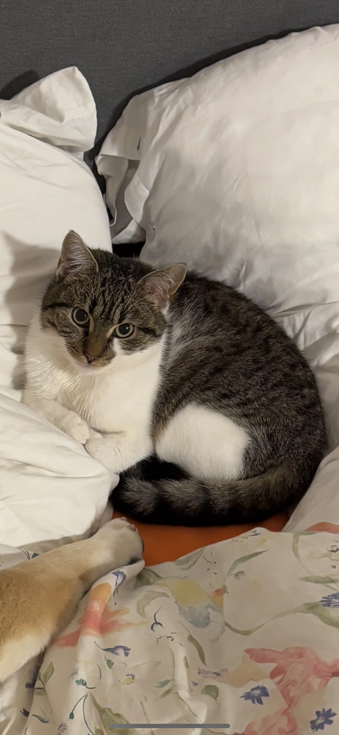 Kiko - Elmenhorster Weg, Rostock