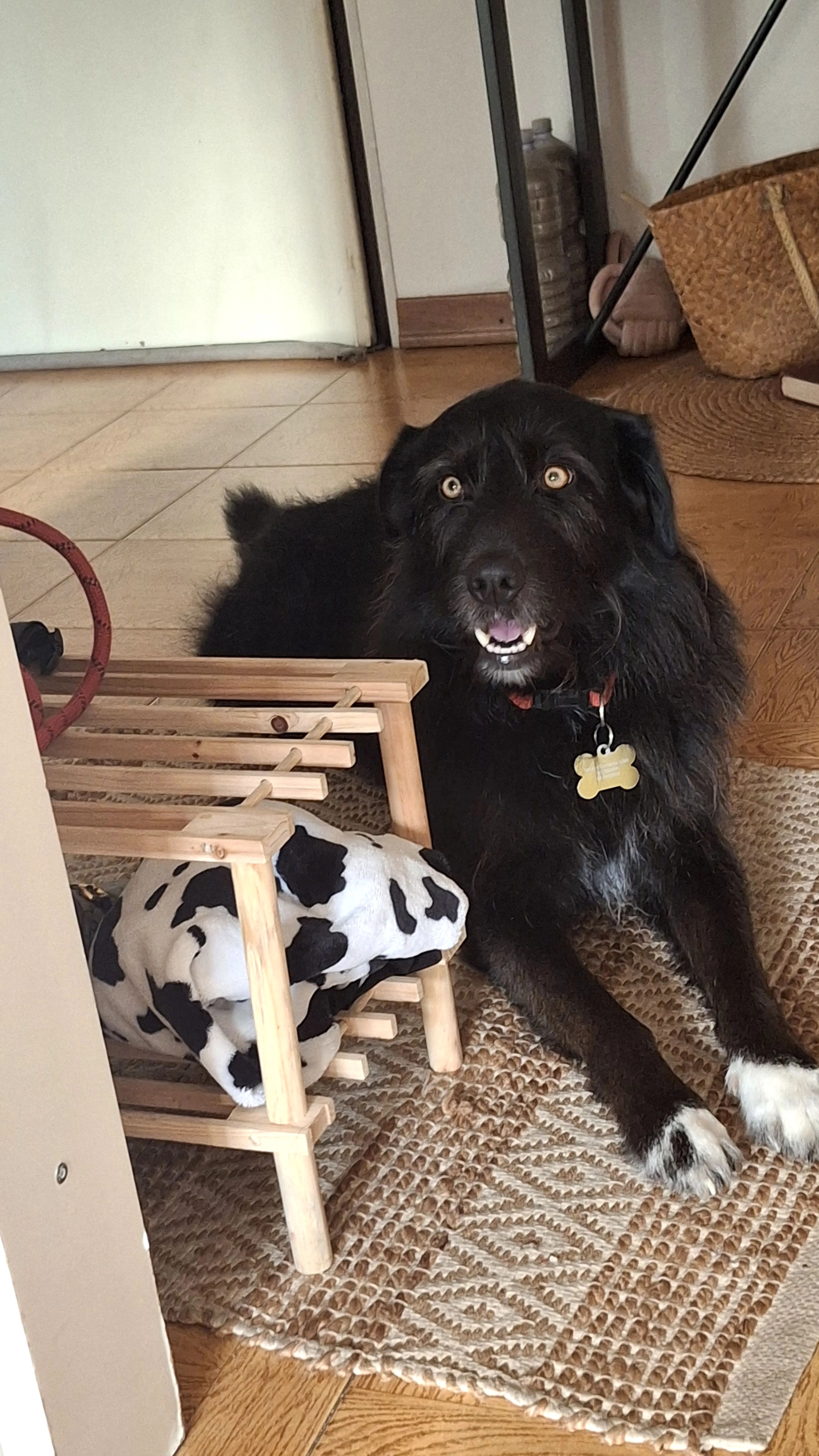 Willy - Piazza D' Armi, Novara