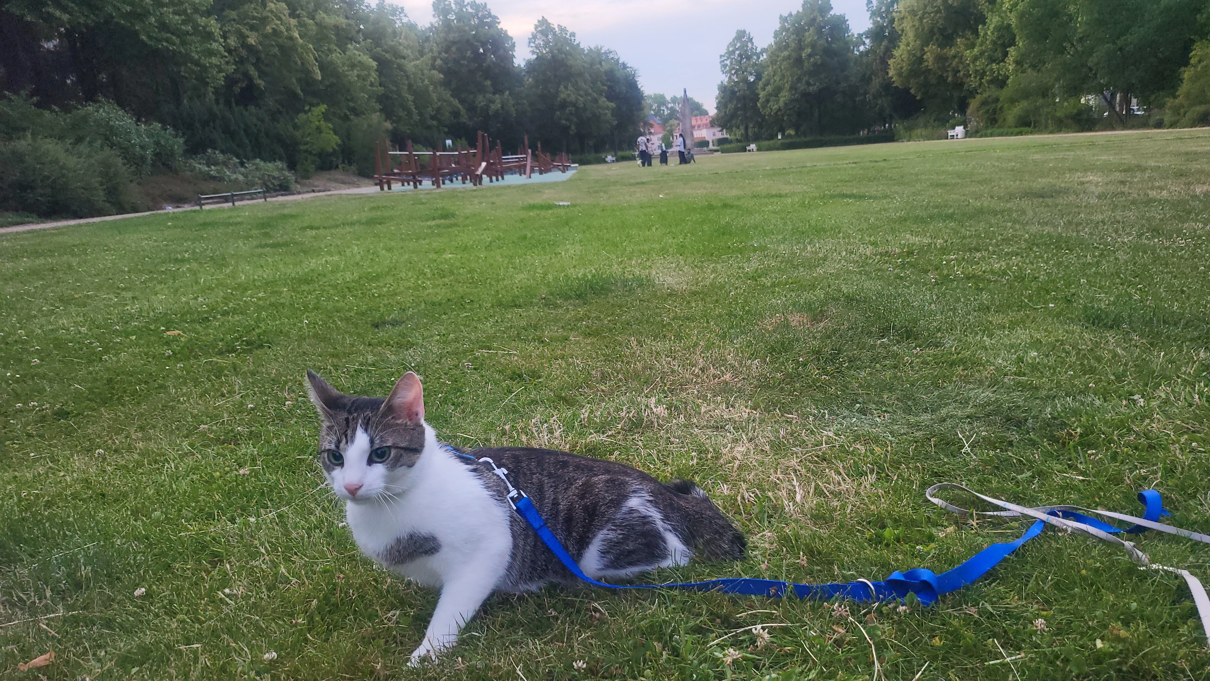 Tom - Lindenstraße, Frankfurt