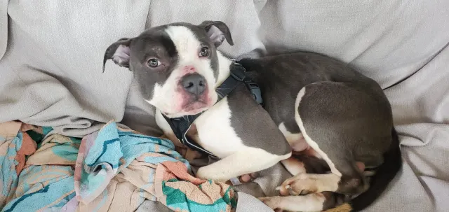Friendly Young Pitbull Male - Woodberry Street, Hyattsville