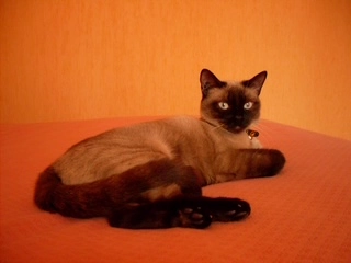 Cannelle  - 6 Rue Frédéric Chopin, Draveil