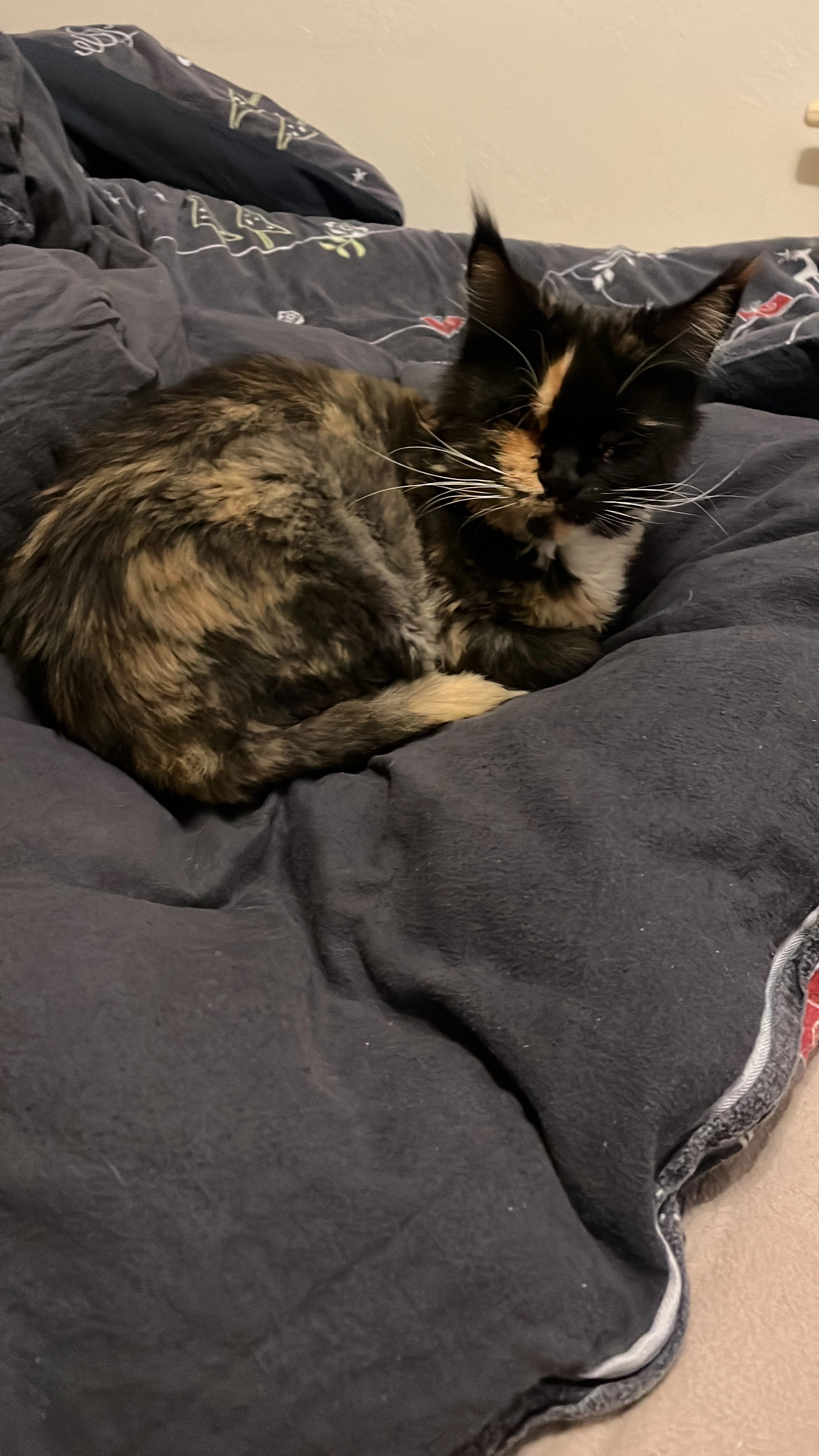 Scarlett - Vor Der Lehmkuhle, Wildeshausen