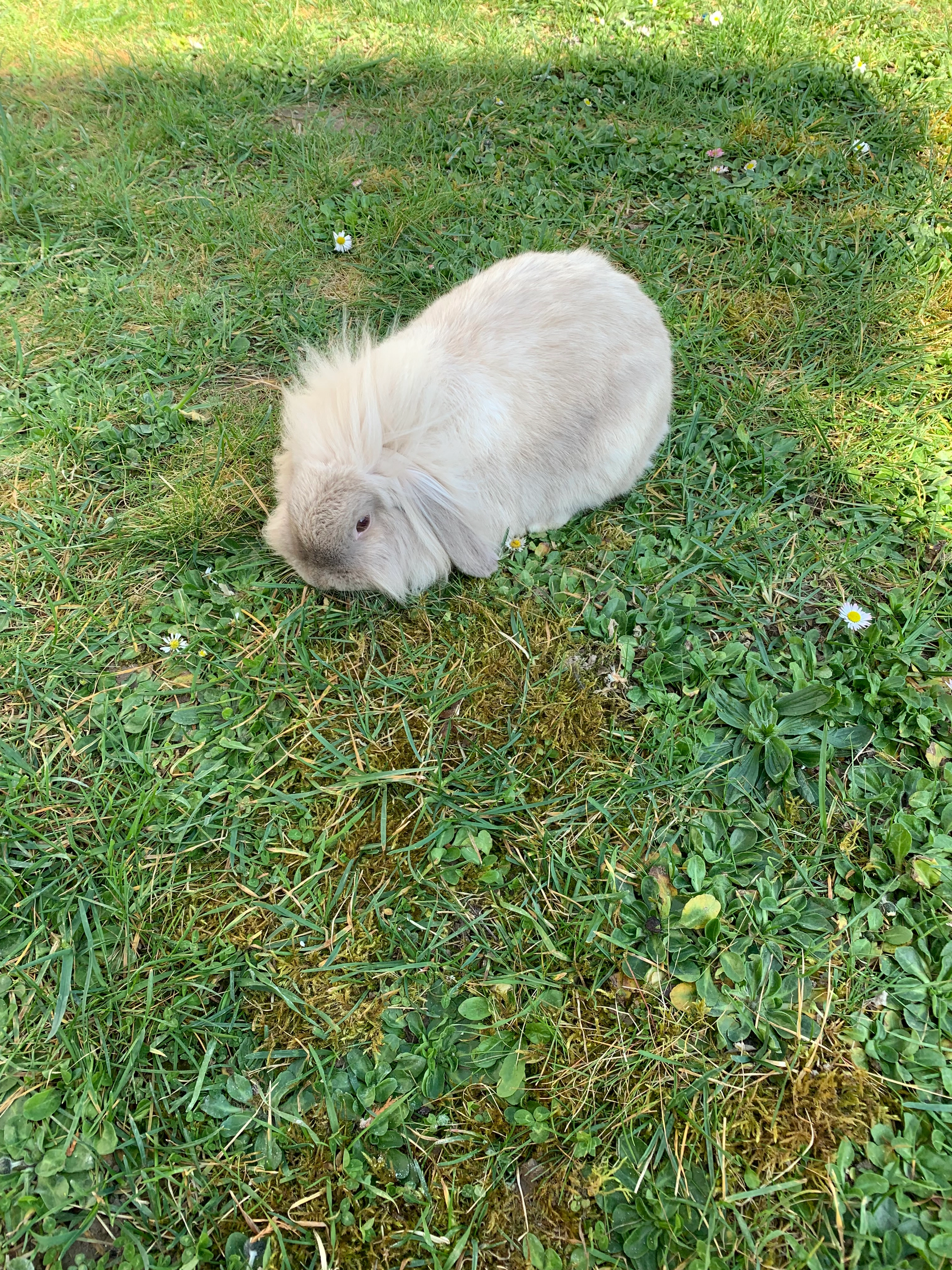 Neige - Rue Gabriel Péri, Gargenville