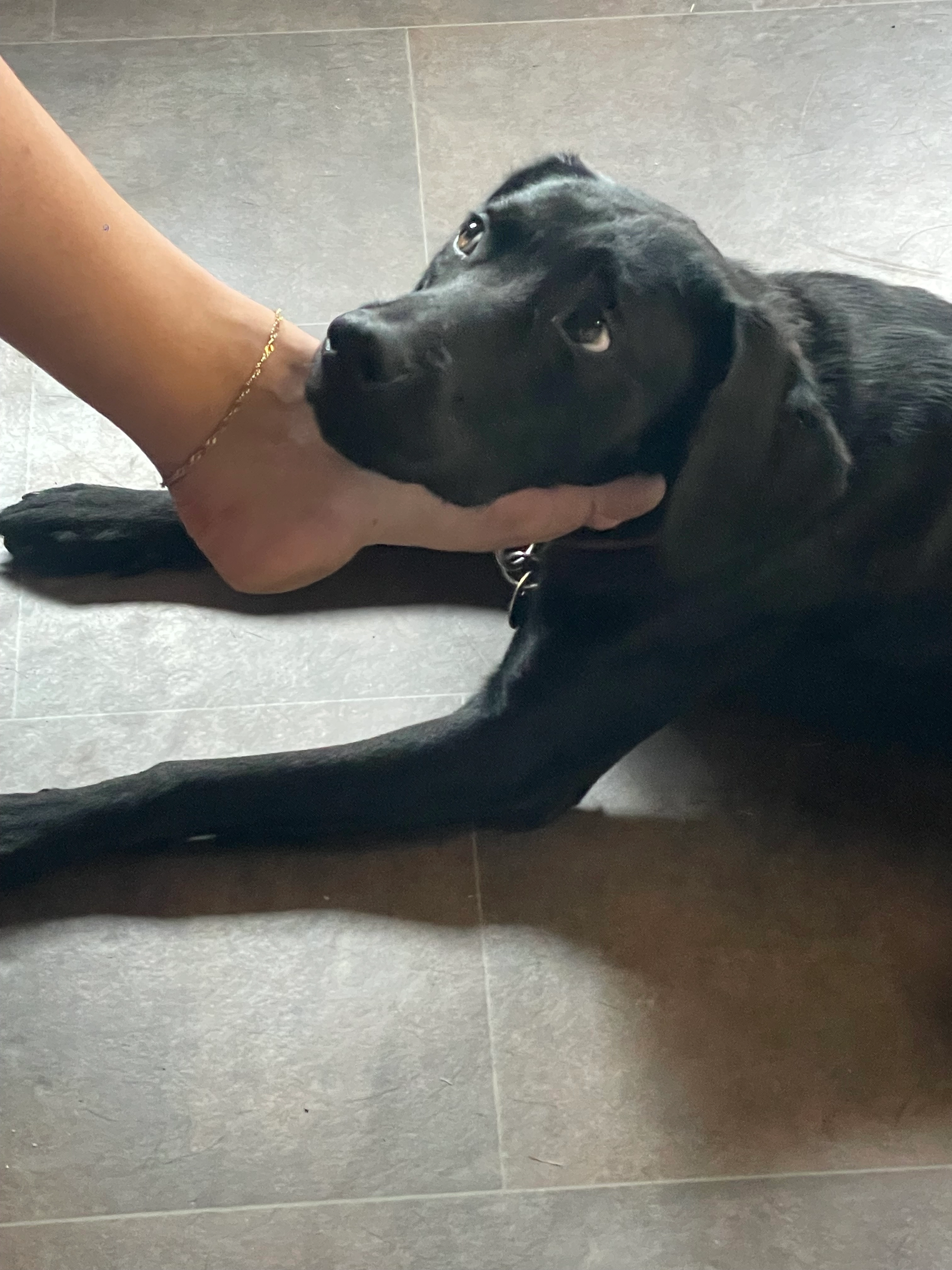 Polly - Bontepoort, Nijkerk