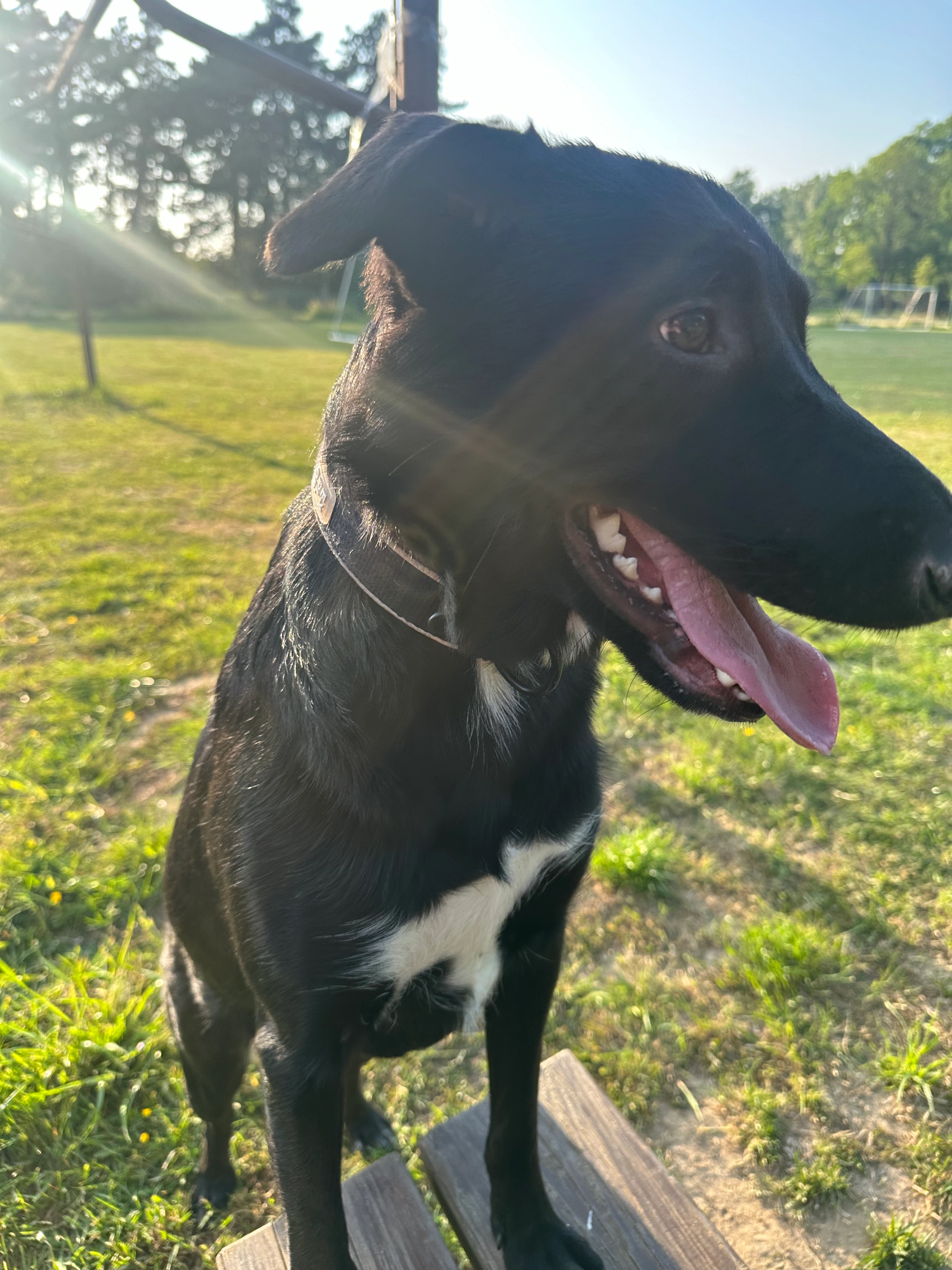Lili - Rue des Carmes, Brugelette