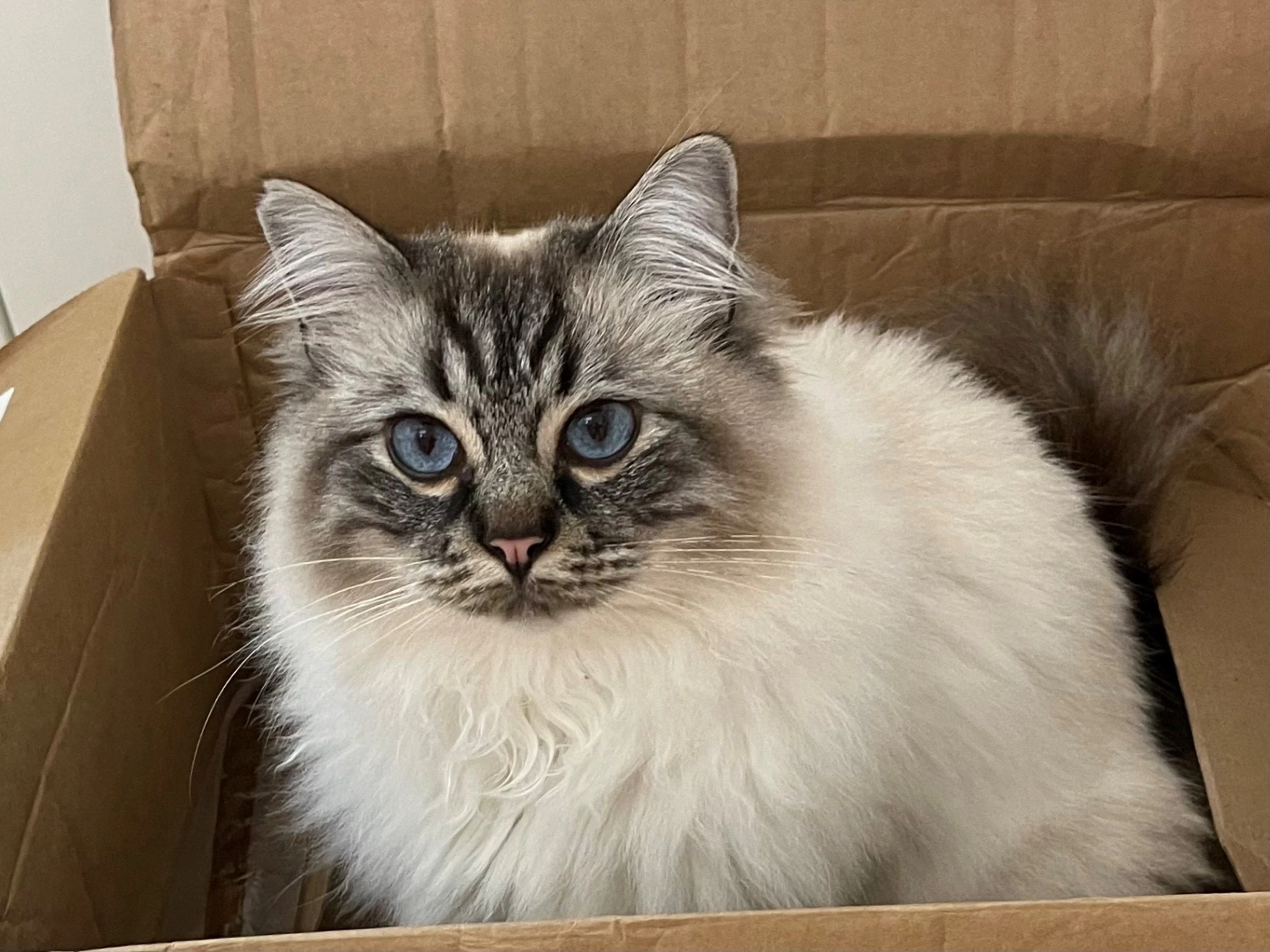 Cooper - 115 The Drive, Uckfield