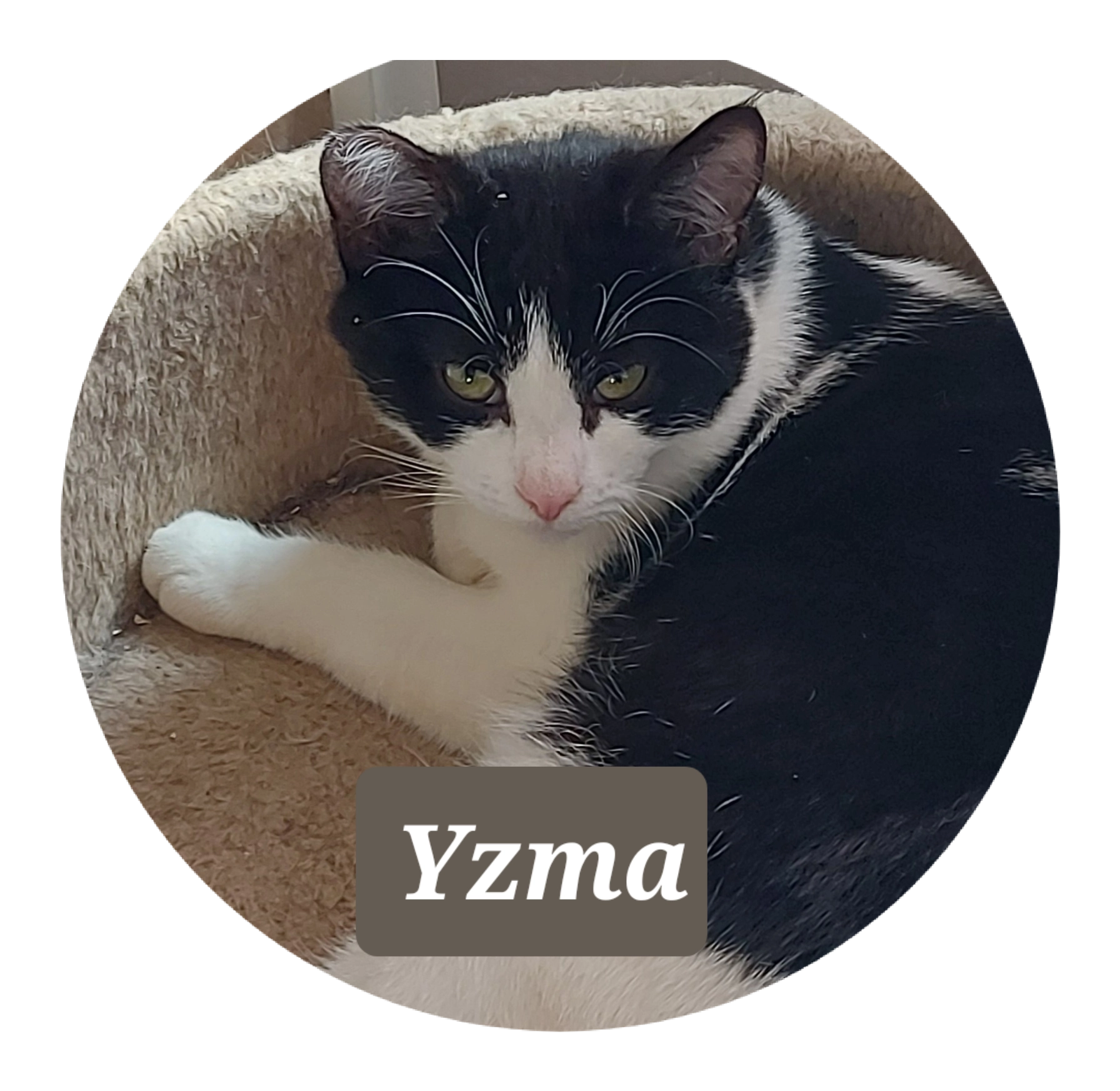 Yzma - Clos Des Eviaux, Floreffe