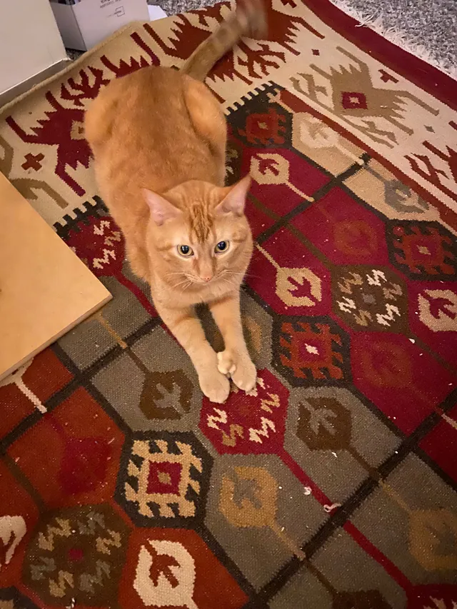 Mozzie - 110 Hanover Pl, Lawrence
