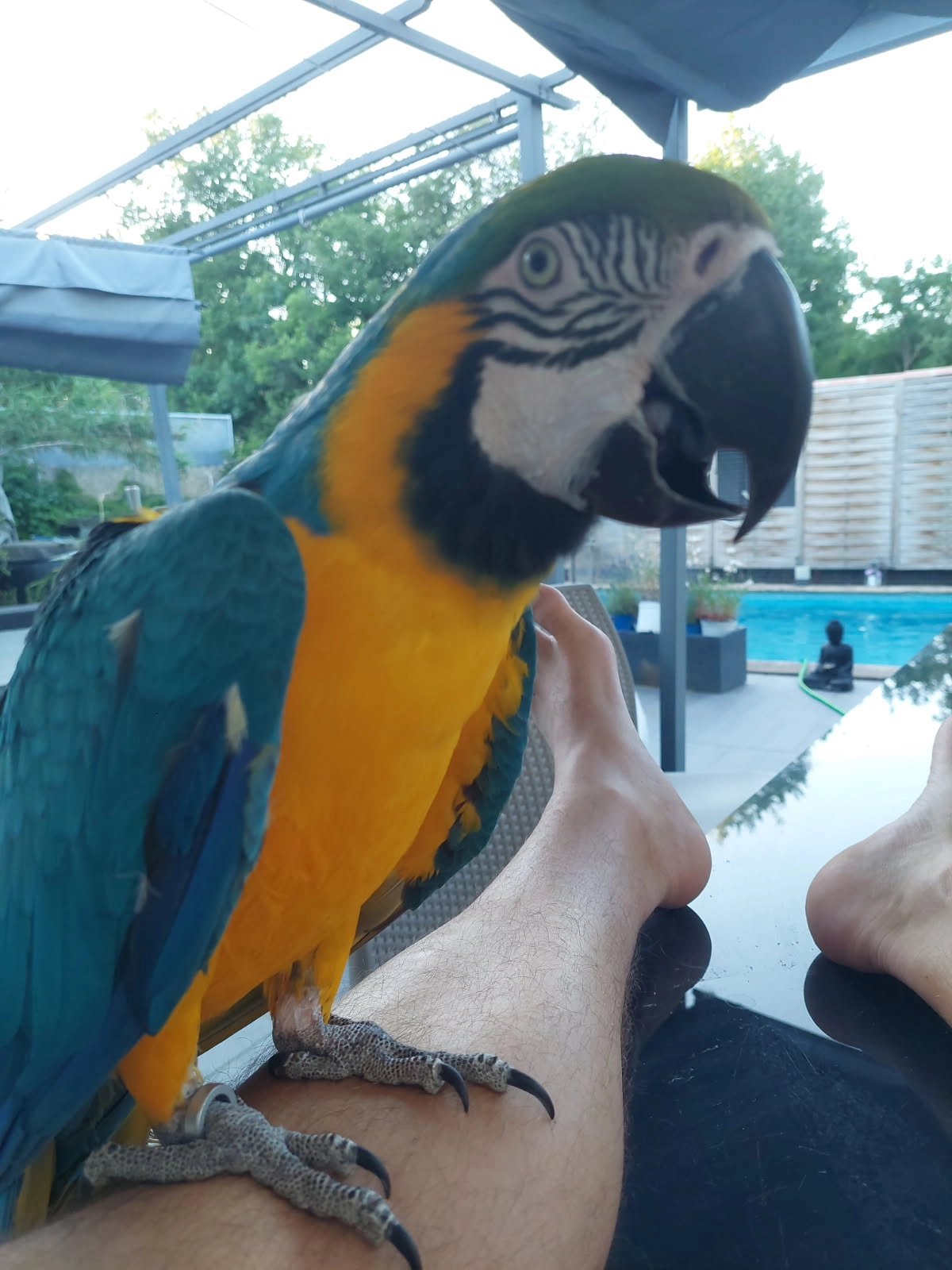 Rio - 133 Impasse Guy-Auguste Jouval, Apt