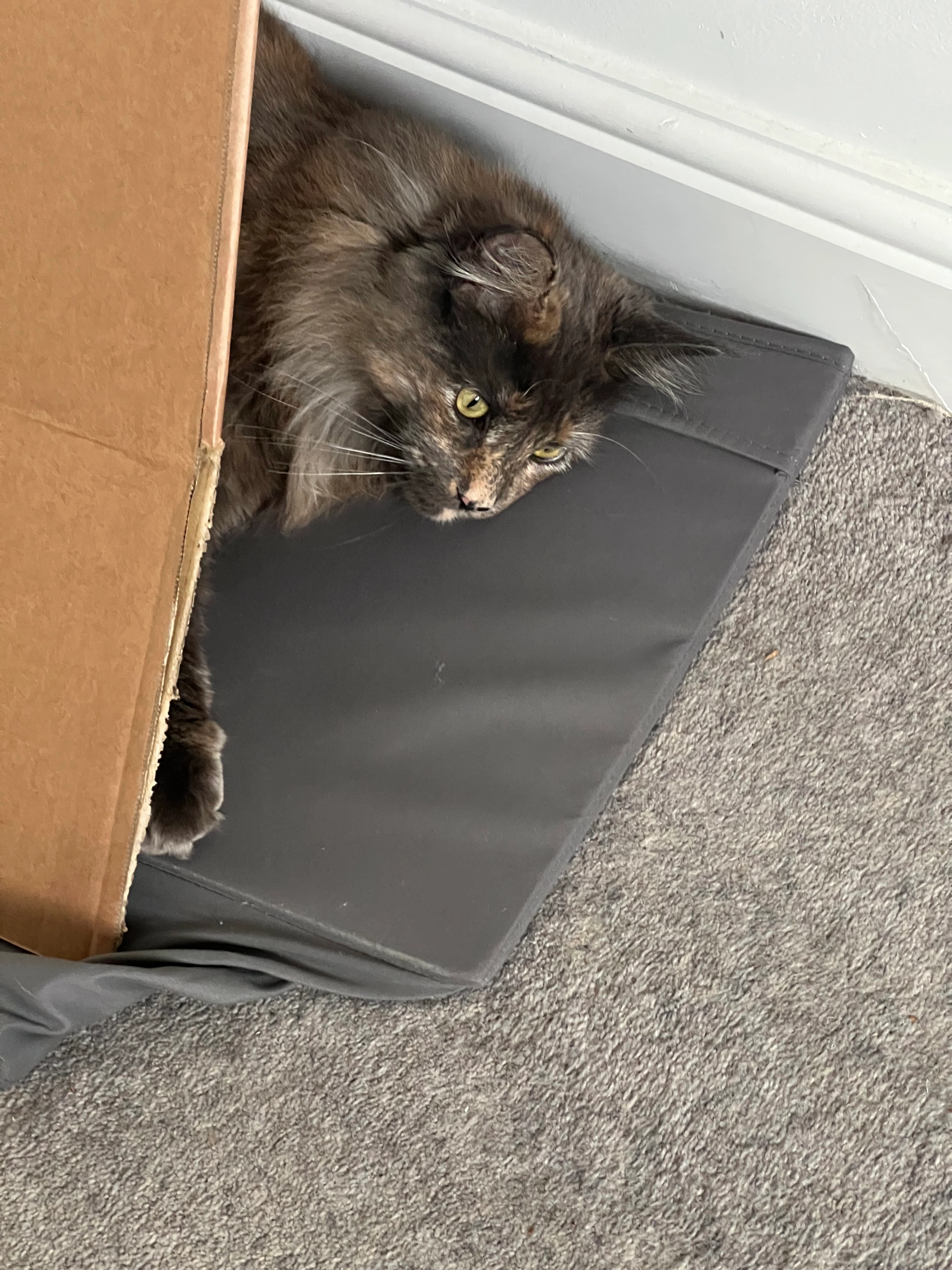 Marple - Boxted Road, Hemel Hempstead