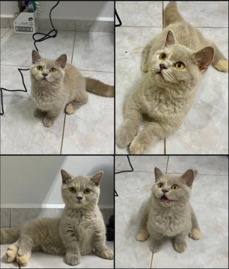 chui bo - 11700, Gelugor