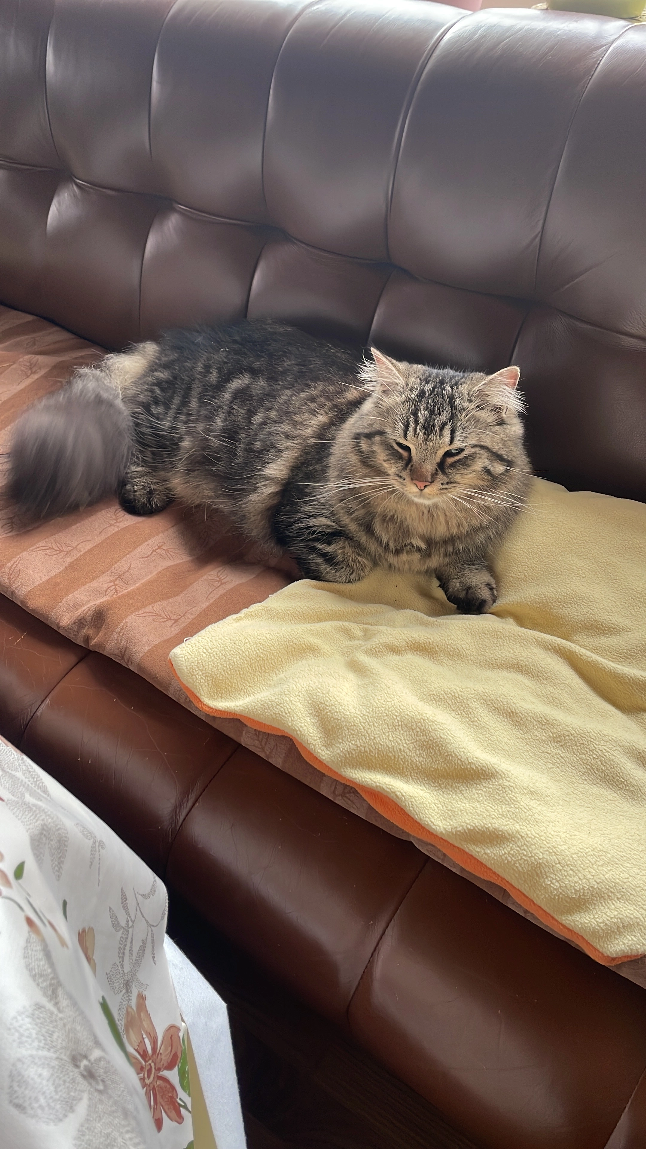 Missy - Mottener Straße, Lebach