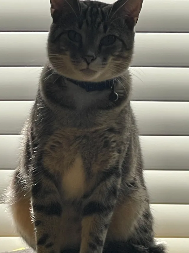Mr sassy pants - Edgerton Dr, Wilmington