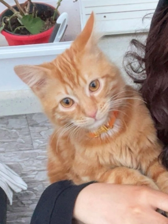 Mufasa - Hopital François-Quesnay, Mantes-la-Jolie