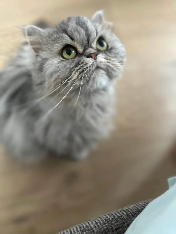 Milka - 20 Résidence Le Domaine des Chênes, Saint-Domineuc